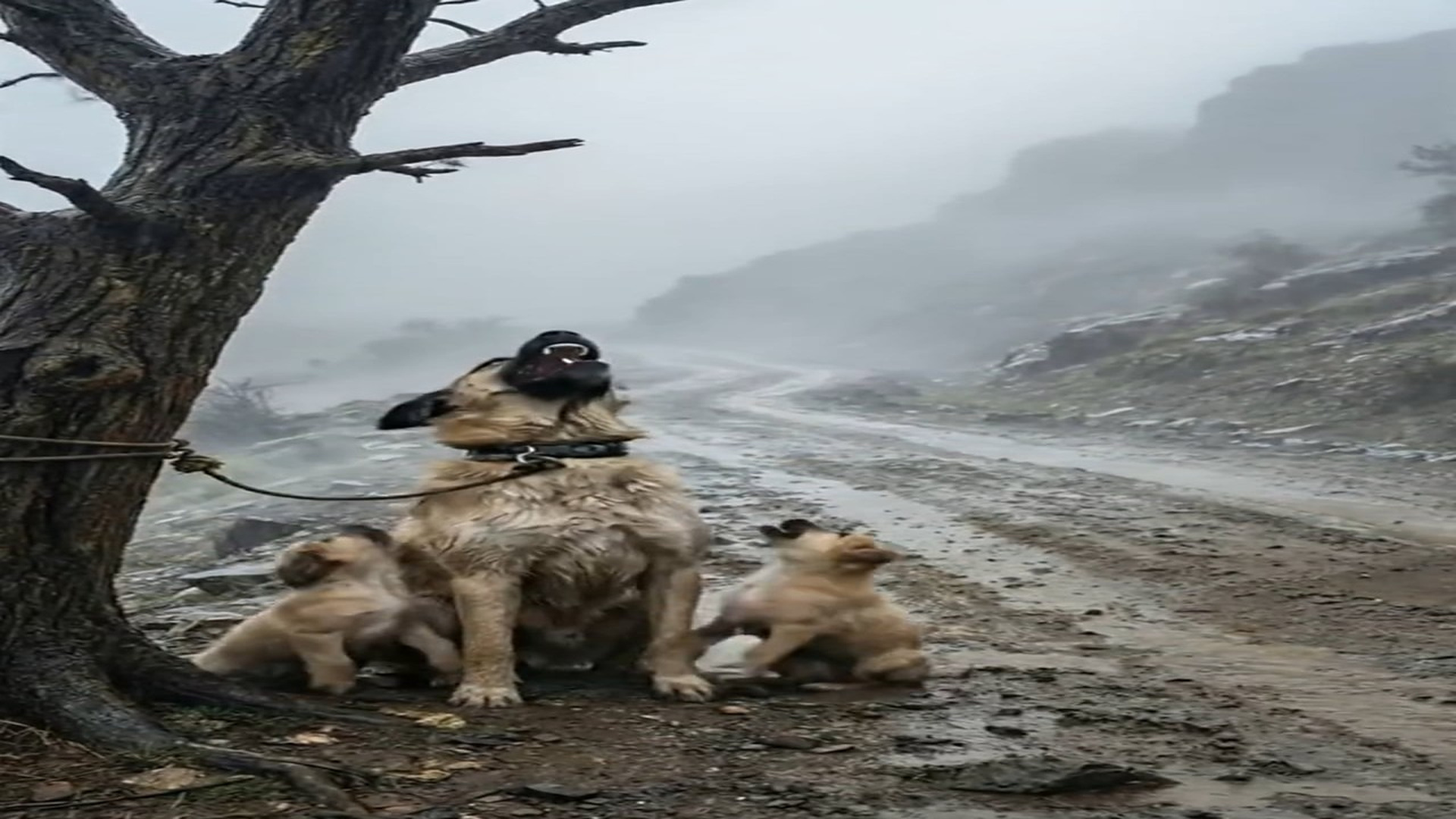 Full Video : N1006180_A Kind Hearted Man Saves a Dog Family Left Tied in Rain #doglover #