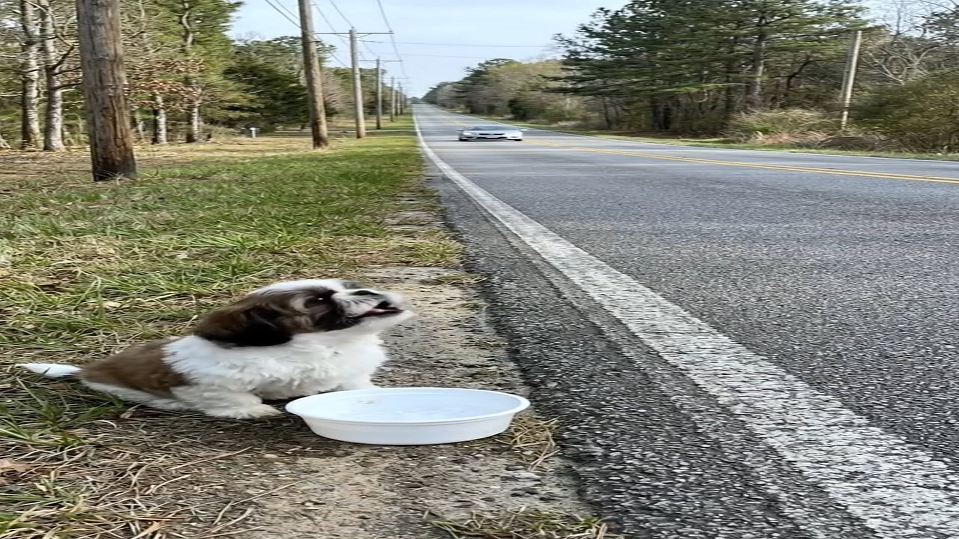 Full Video : N1006181_K A Kind Woman Noticed Lonely Puppy by Road #dog #doglover #d