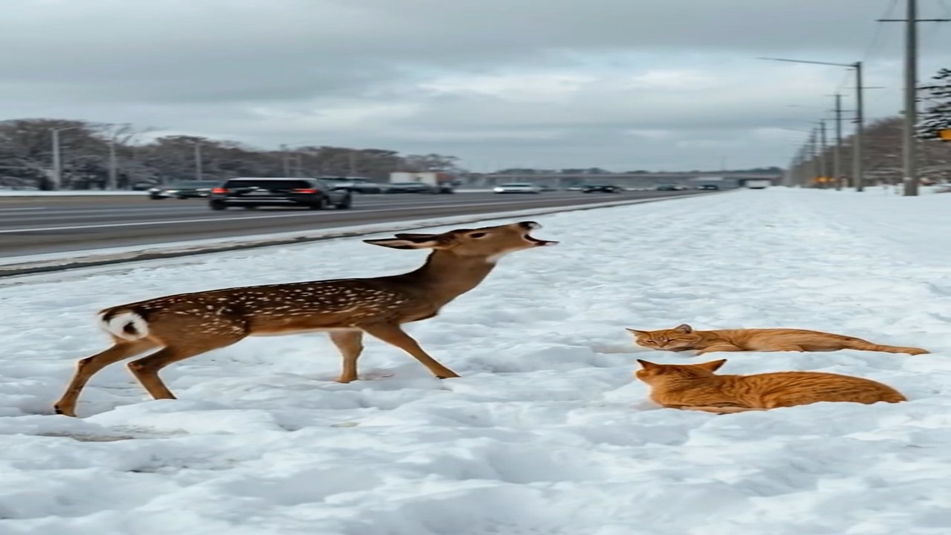 Full Video : N1006182_K Brave Baby Deer Saves Unconscious Kittens in Snow #animalrescue #ba