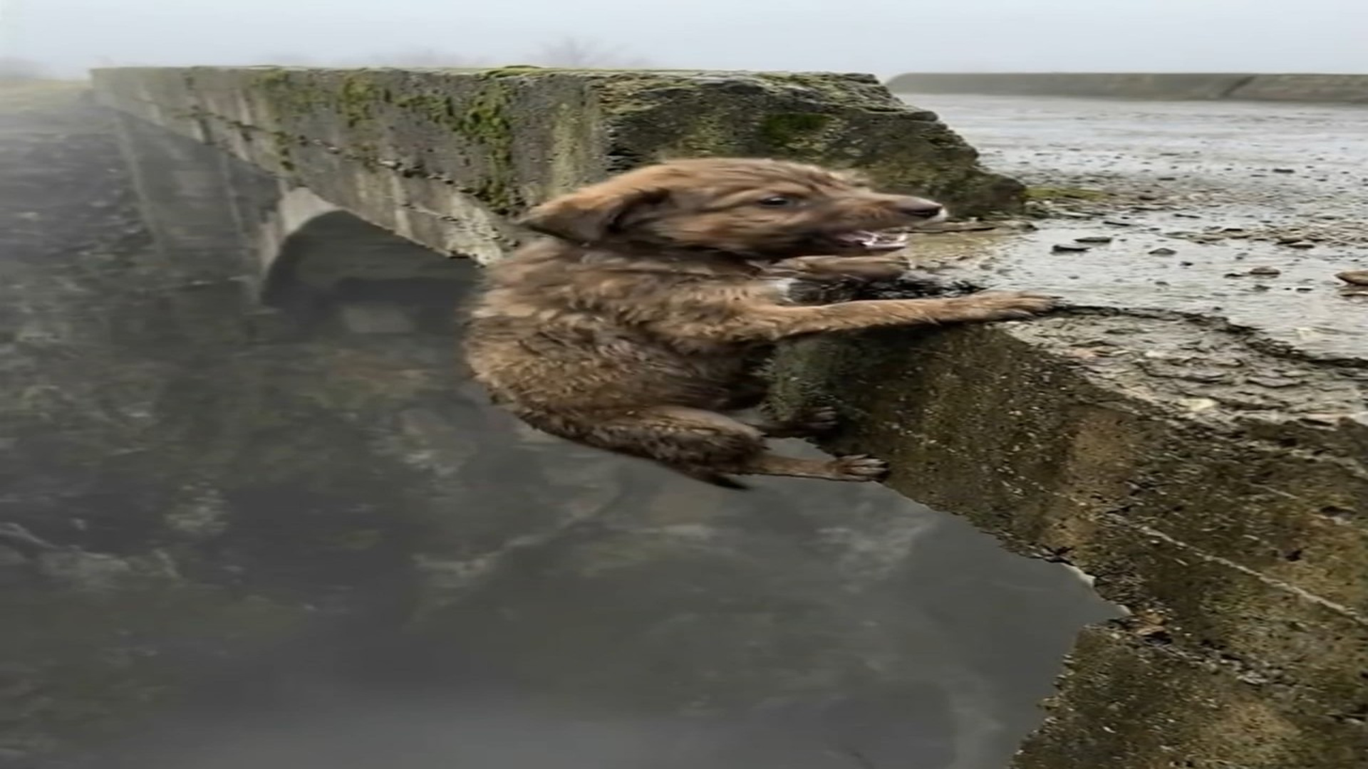 Full Video : N1006183_K A Puppy s Scariest Moment #dog #doglover #animals #animalrescue #ani