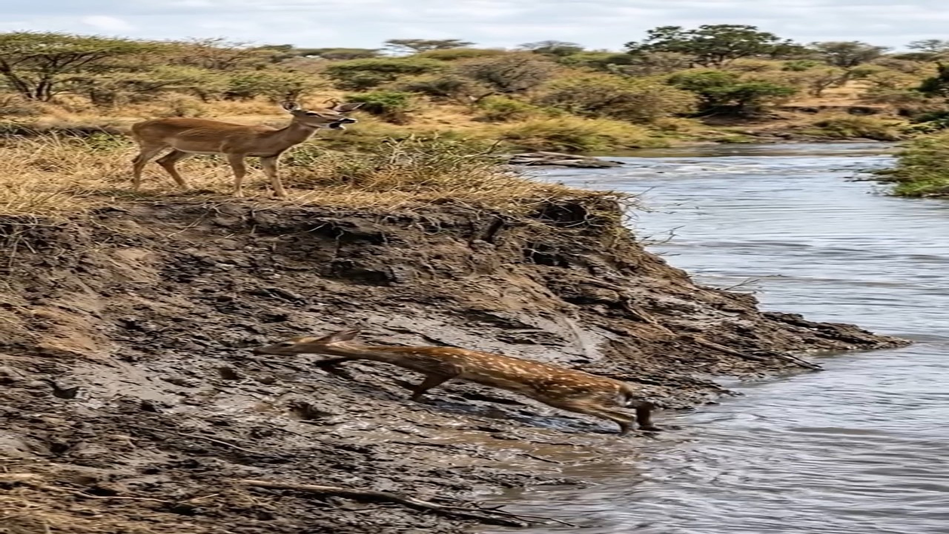 Full Video : N1006185_K Nature s Most Unbelievable Moment Lion Helps a Deer #lionking #lions
