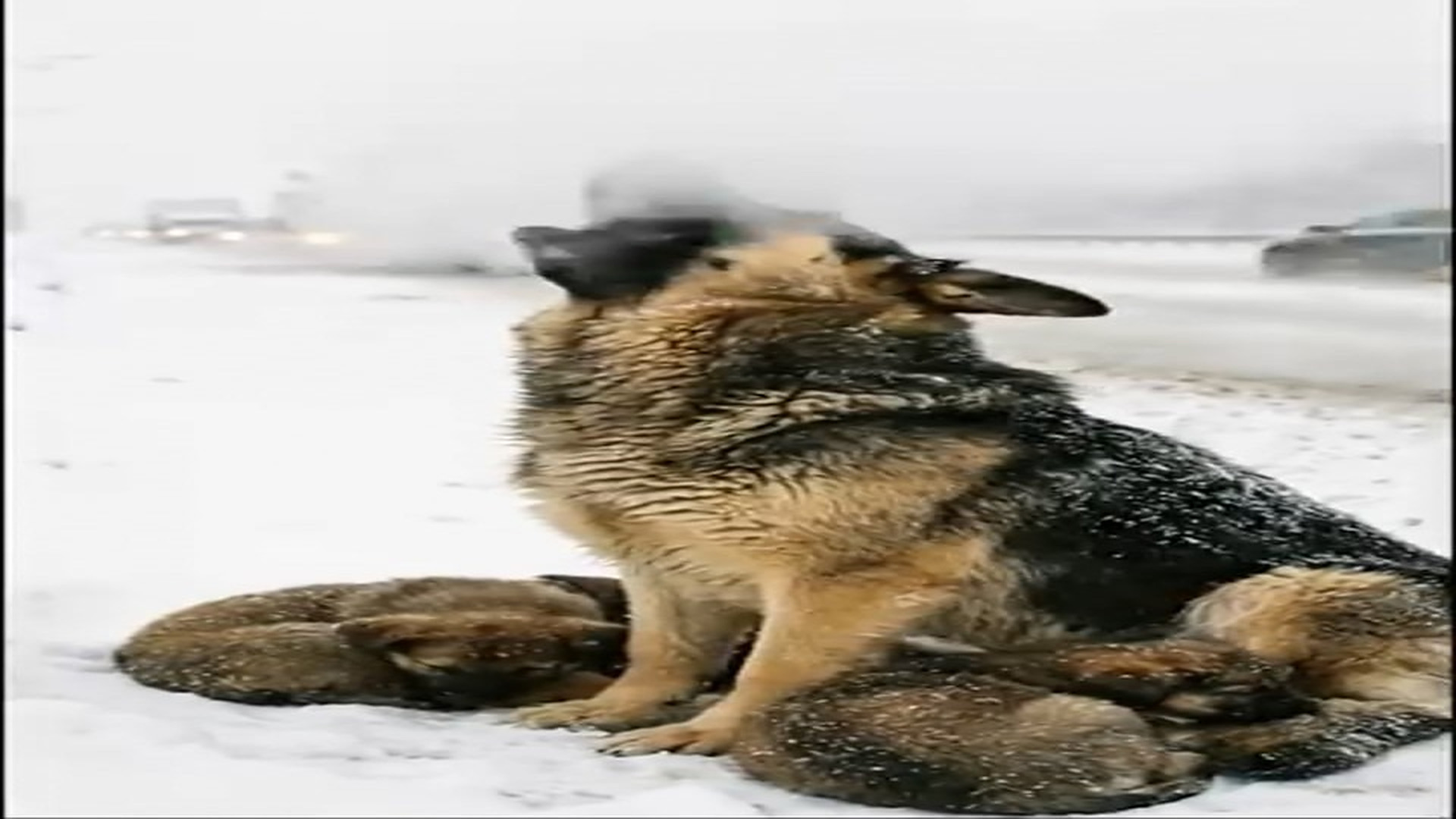Full Video : N1006190_Howling Help #animalrescue #doglover #dog #helpdogs Animal Rescue