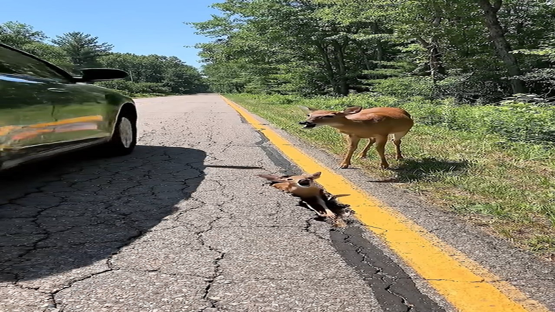 Full Video : N1006198_K A Man Saved a Baby Deer #deer #deerhunting #deerseason #animals #a