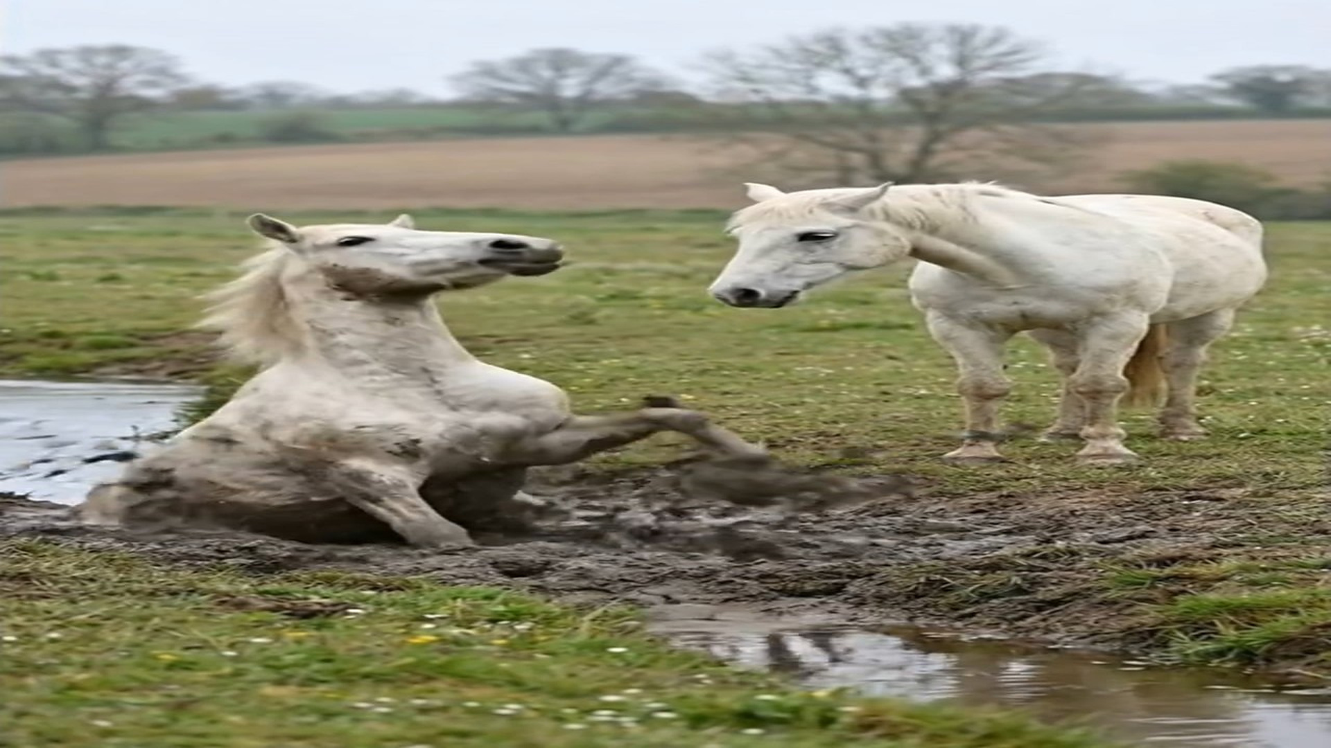 Full Video : N1006217_K A True Friend Never Walks Away #horses #horsepower #horselife #horse