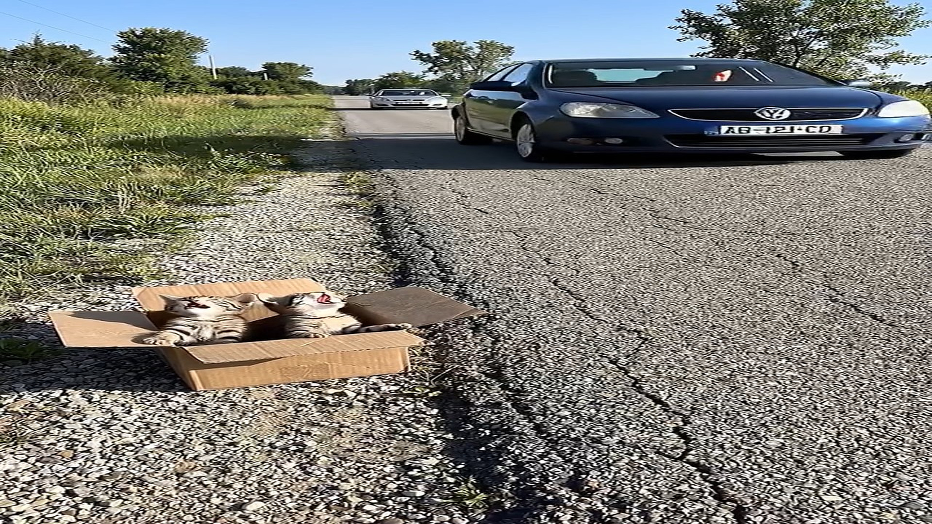 Full Video : N1006218_K A Man Found Two Kittens Now He s Not Alone #cat #catlovers #catoft