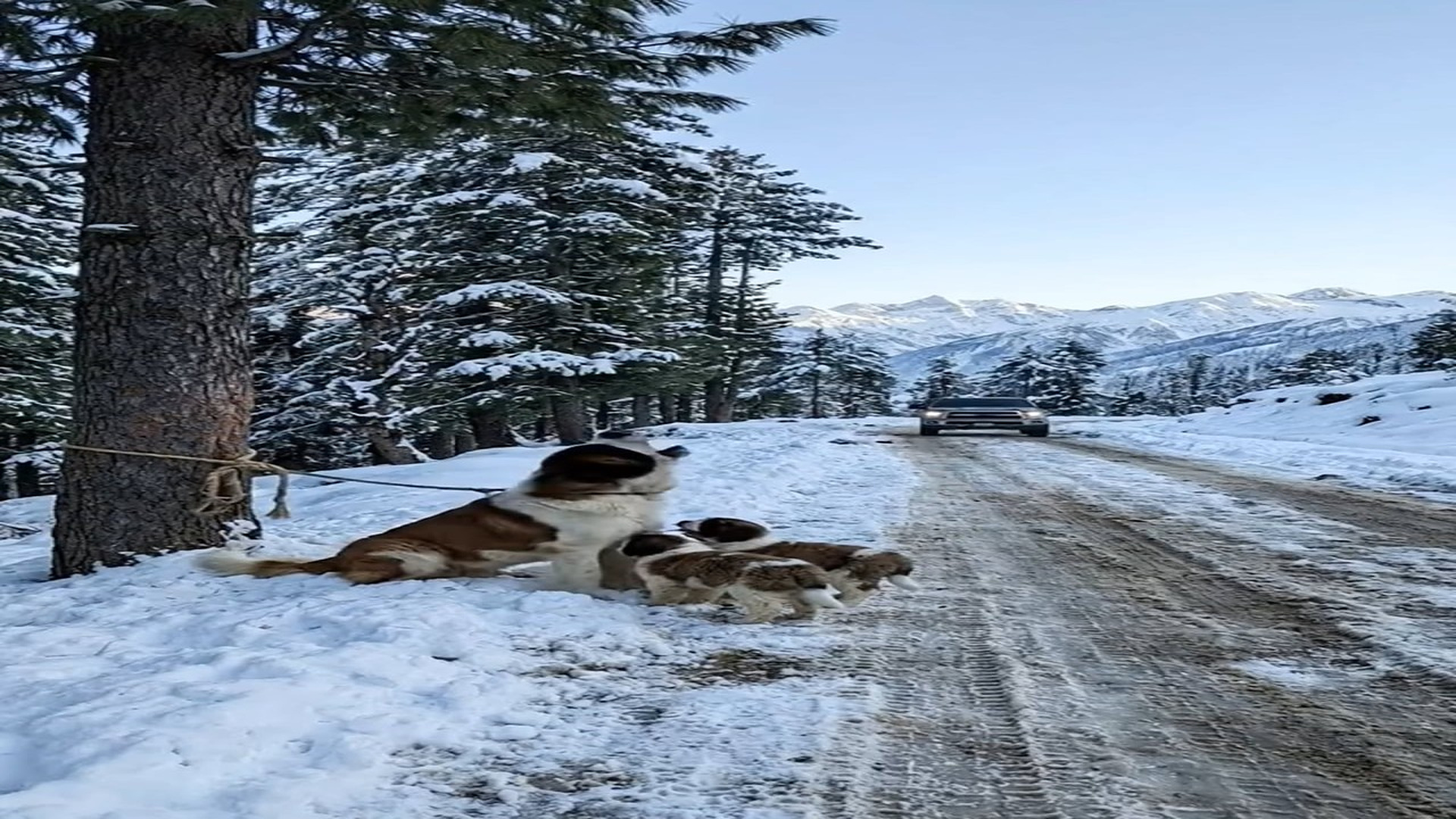 Full Video : N1006220_K A Dog Was Found Tied to a Tree in Freezing Snow His Puppies