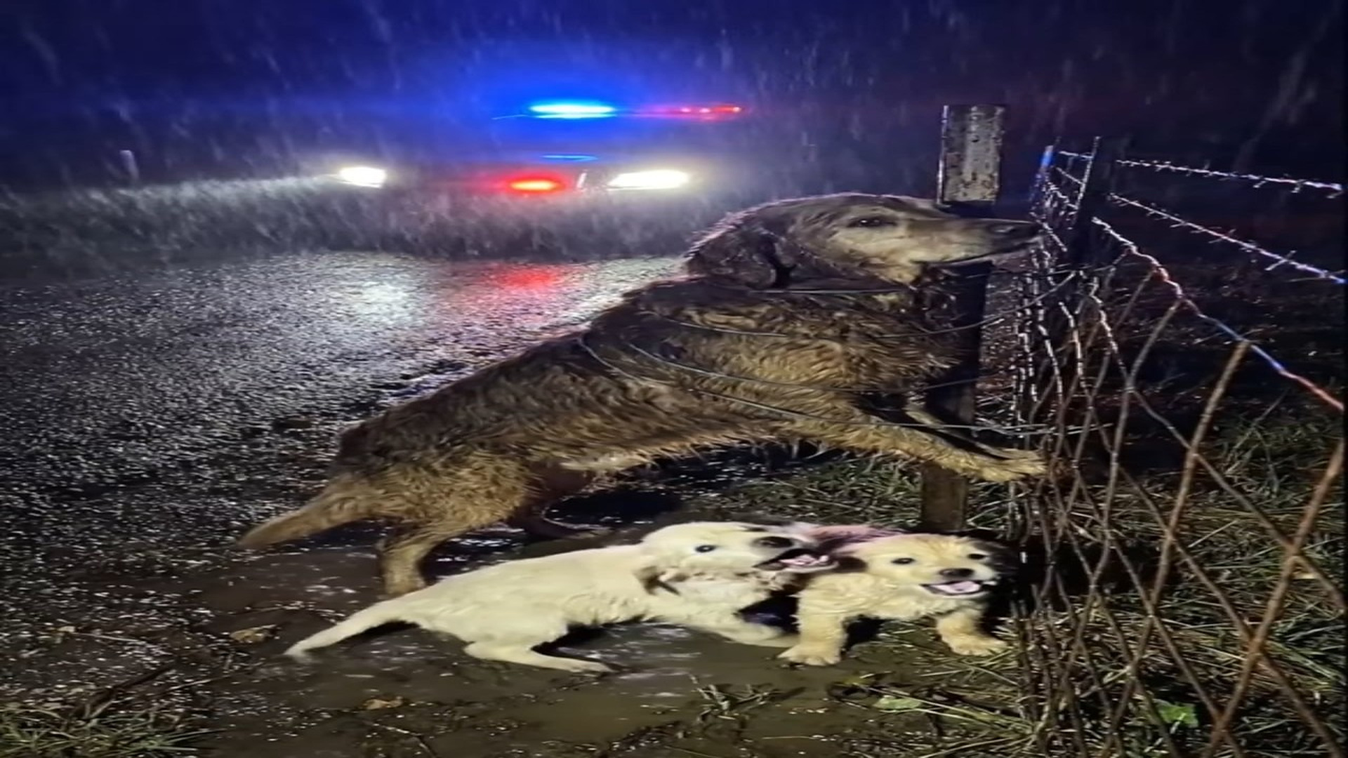 Full Video : N1606009_A Miracle in Rain When Hope Refused to Let Go