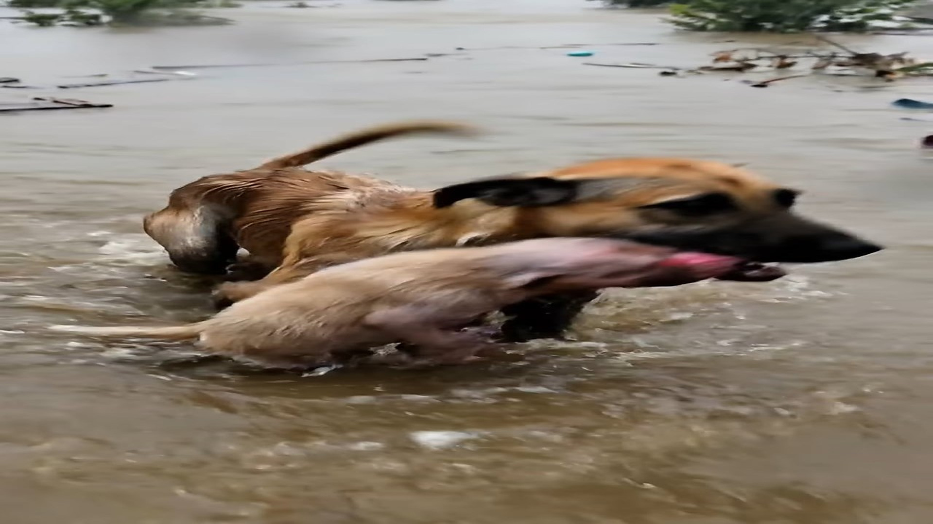 Full Video : N1606017_A Mother s Instinct vs Flood A Rescue Restores Faith