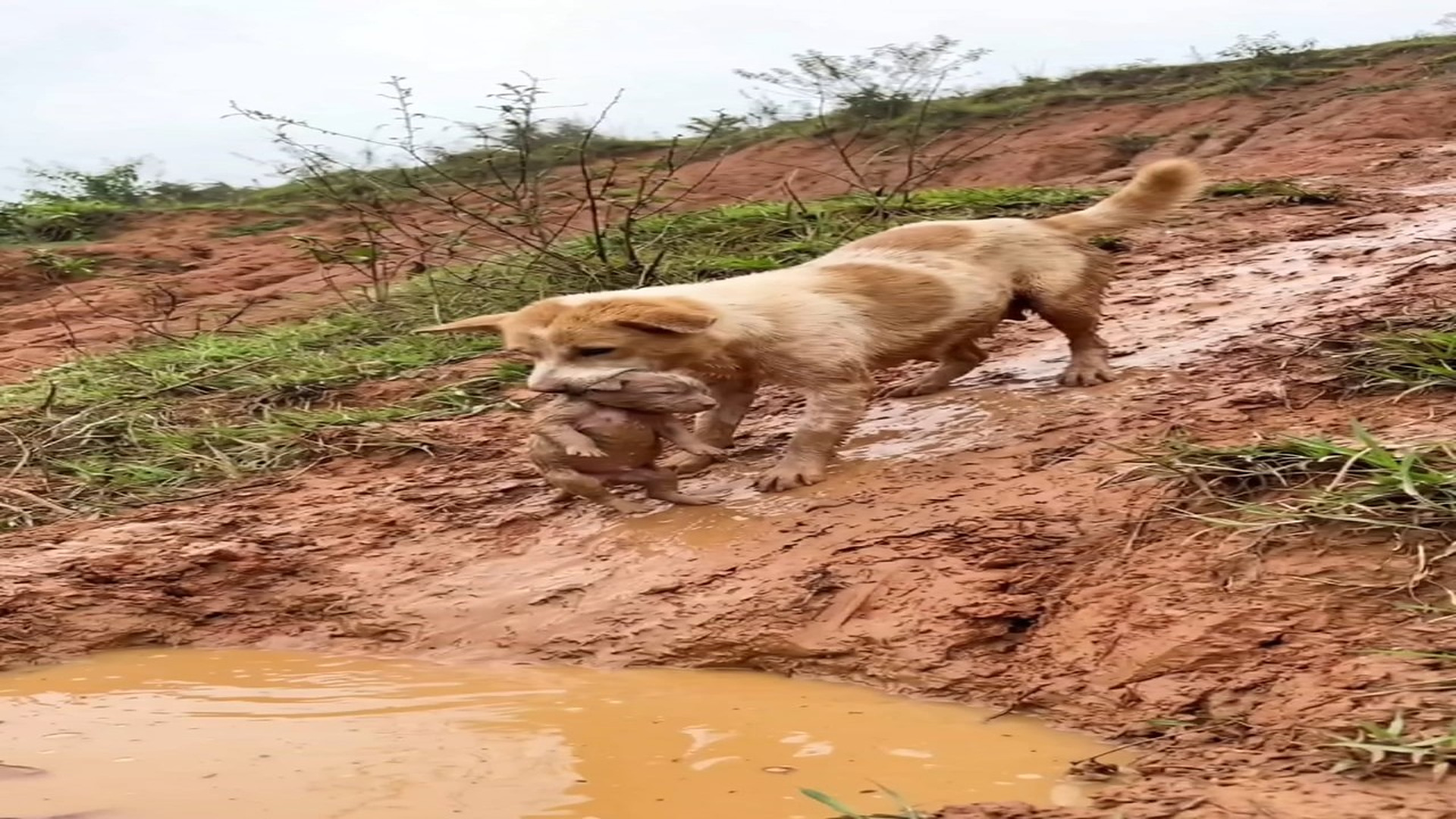 Full Video : N1606039_A Slippery Hill, A Brave Mom, A Life Changing Rescue