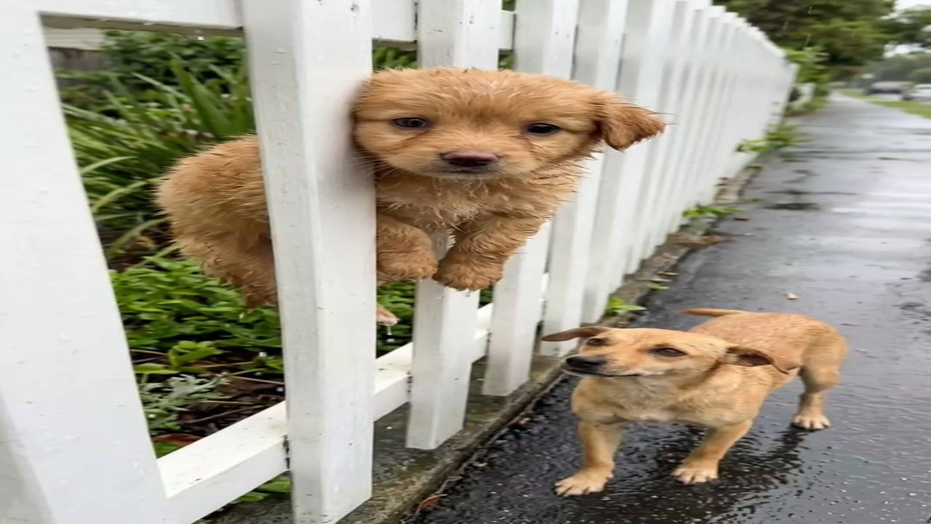 Full Video : N1606053_Brave Cop Saves Trapped Puppy in Rain