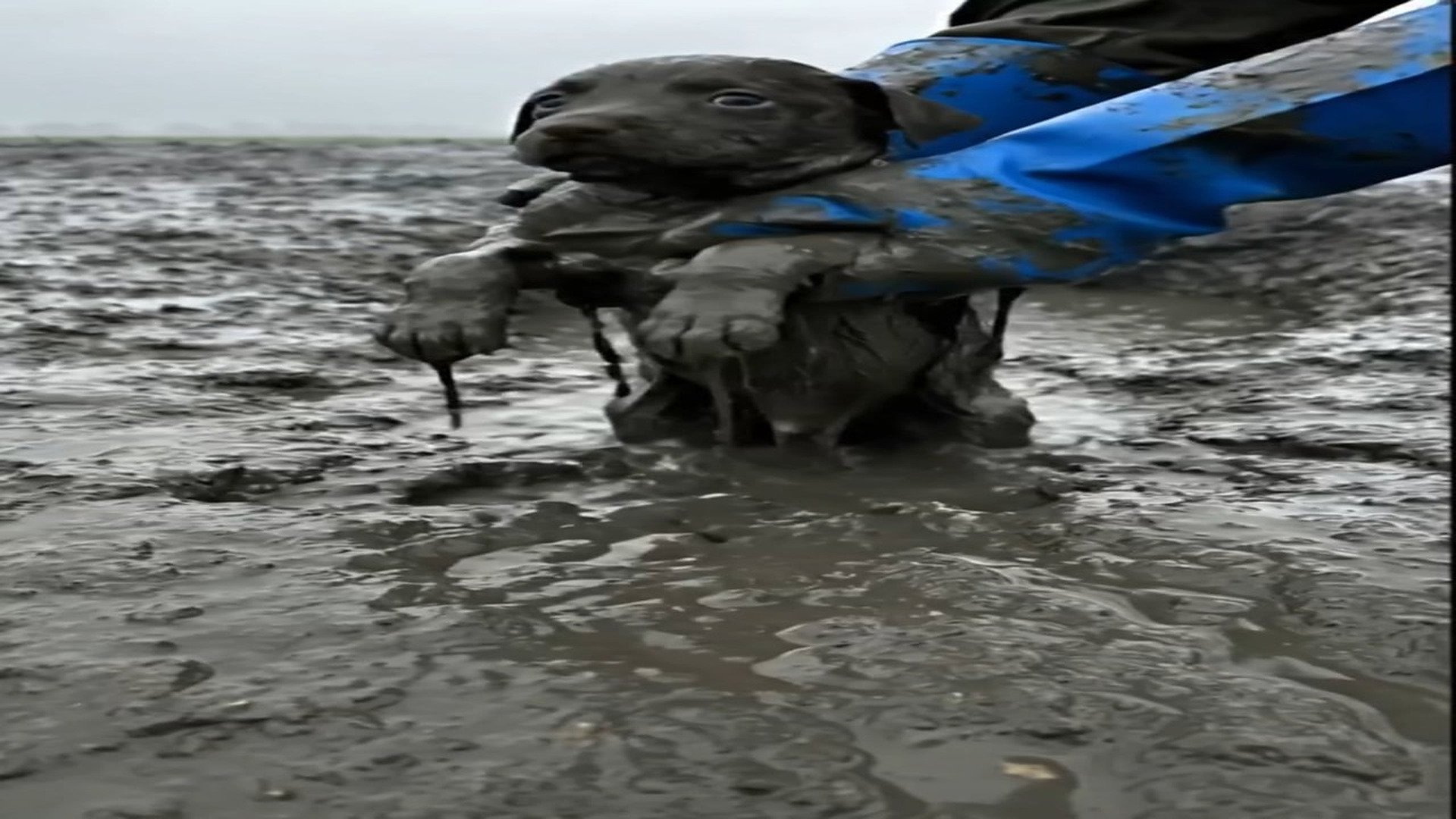 Full Video : N1606055_Buried Alive in Mud A Puppy s Miracle Rescue