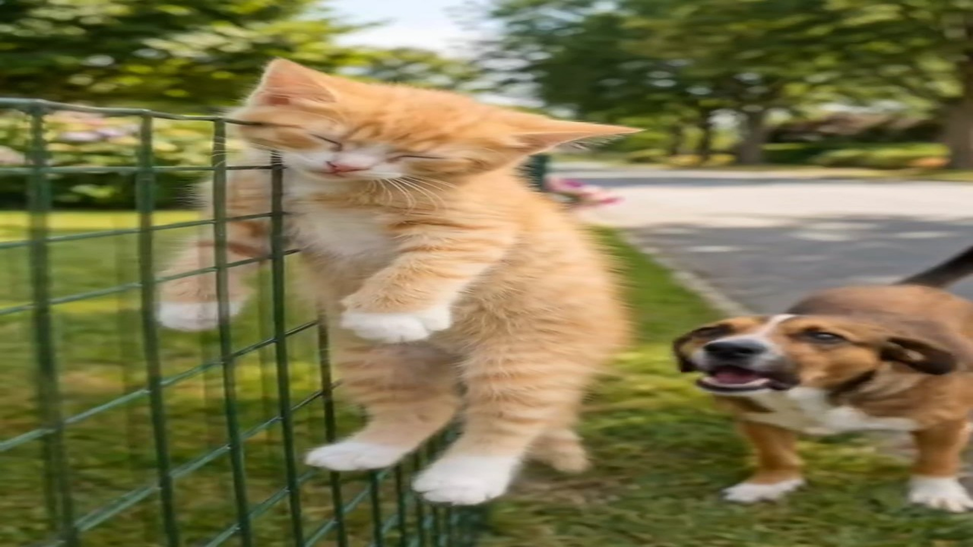 Full Video : N1606060_Fence Trap to Safe Home A Tiny Kitten s Rescue Story