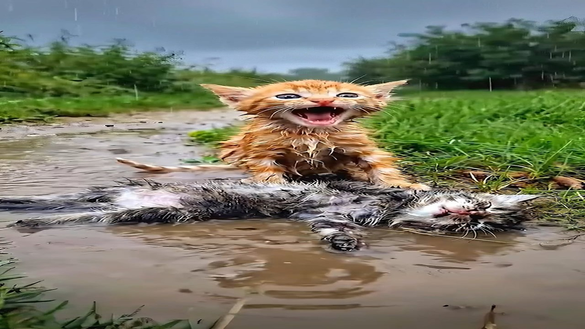 Full Video : N1606062_Golden Retriever Saves a Duck Family Icy Death (1)