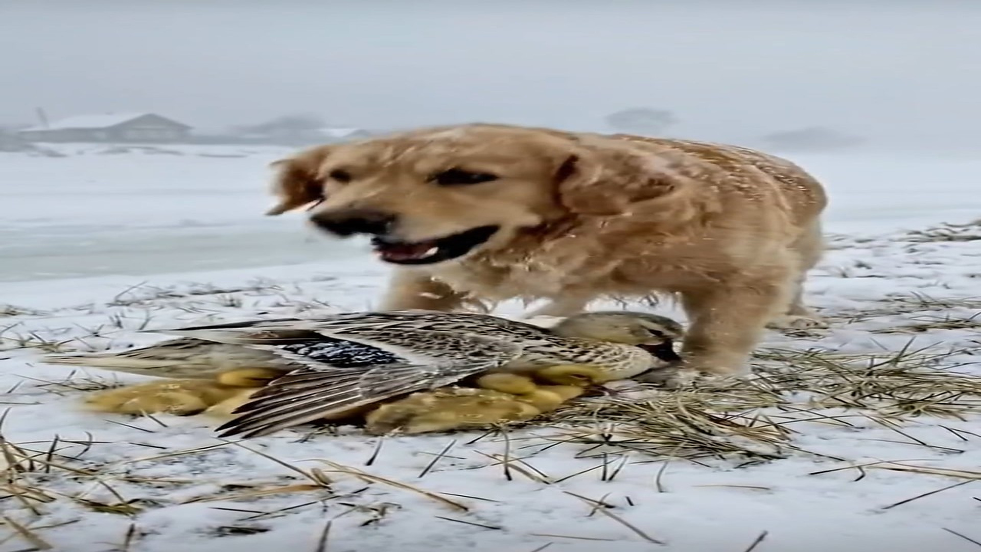 Full Video : N1606063_Golden Retriever Saves a Duck Family Icy Death