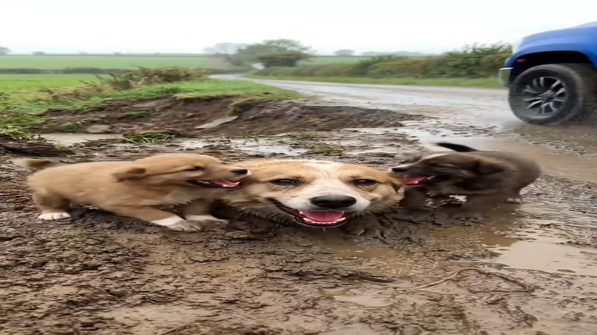 Full Video : N1606068_Mud Tears to Safety A Mother Dog s Rescue