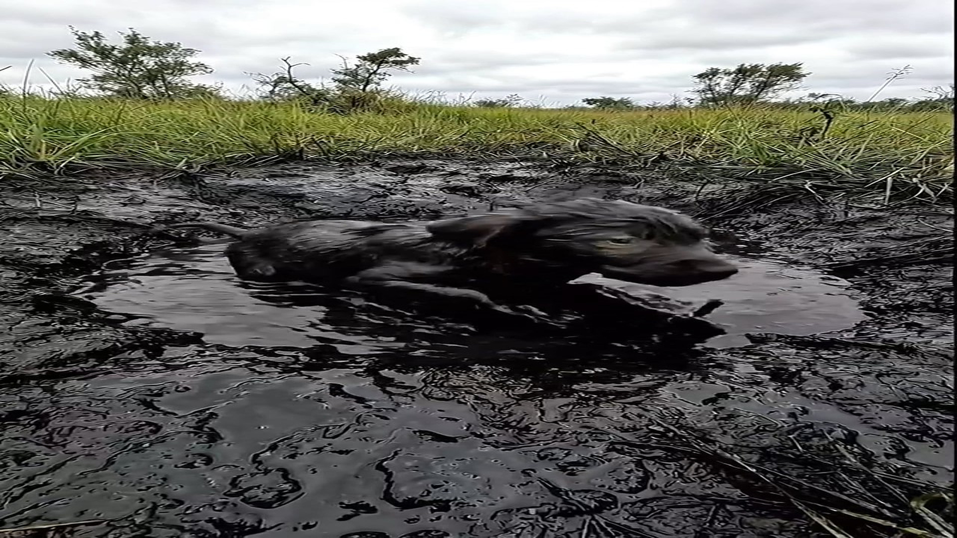 Full Video : N1606070_Muddy Water to Warm Care A Puppy Rescue Story
