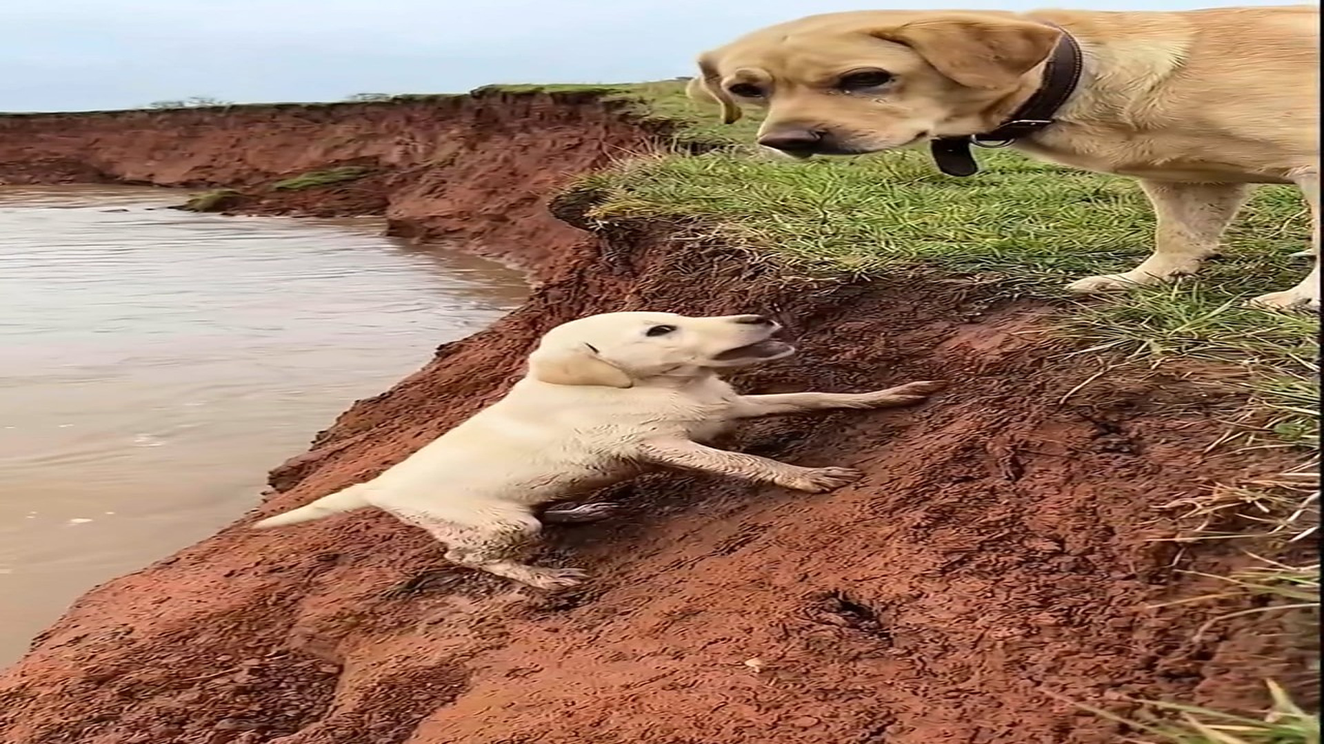 Full Video : N1606075_One Puppy, One Cliff, One Heroic Rescue