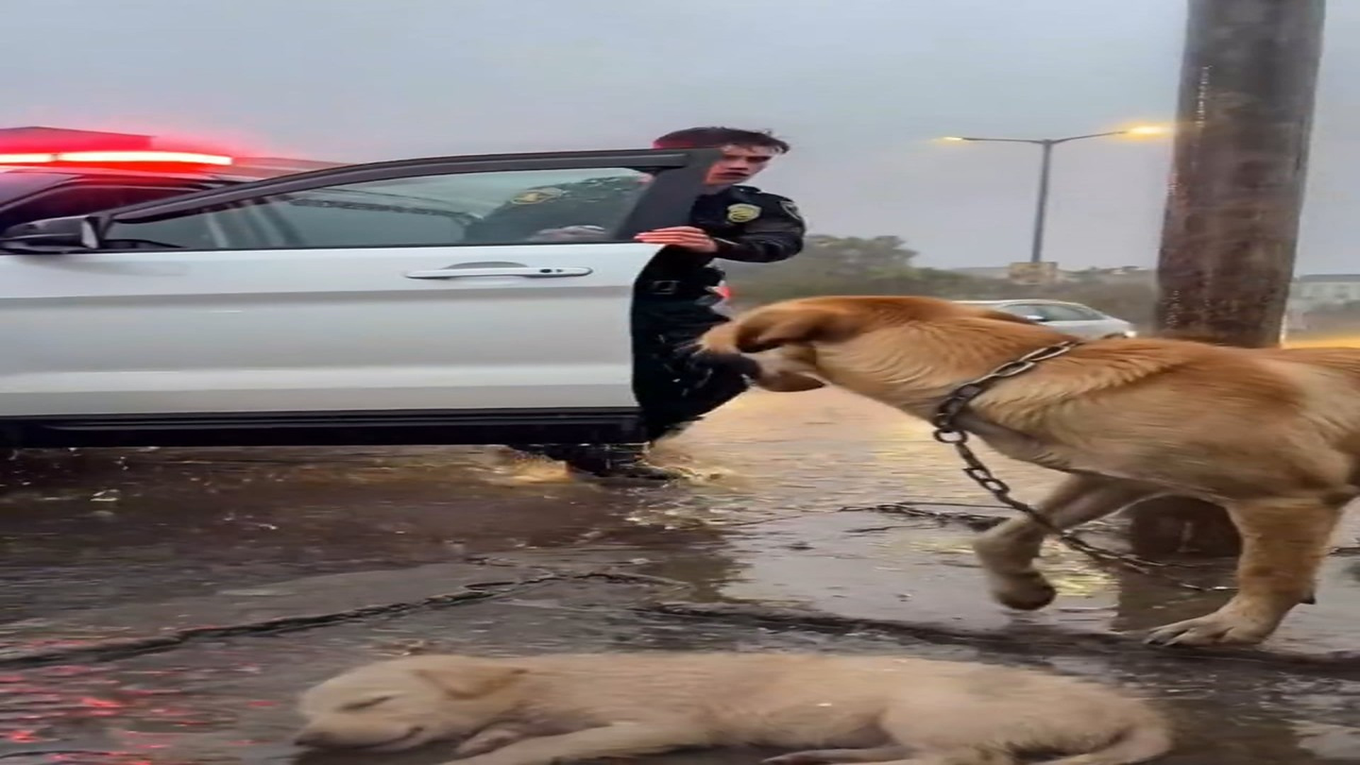 Full Video : N1606083_Rainy Night Rescue A Police Officer Saves a Stray Mom & Her Puppy