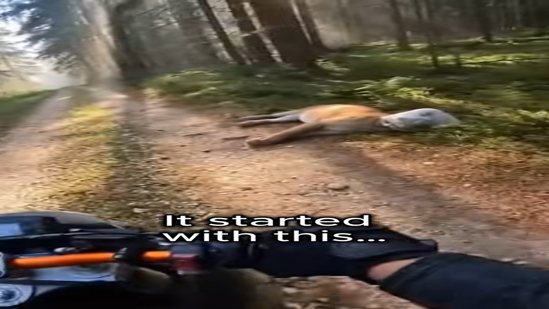 Full Video : N2106045_I Found a Puma Like Then I Realized I Wasn t Alone #animalrescu
