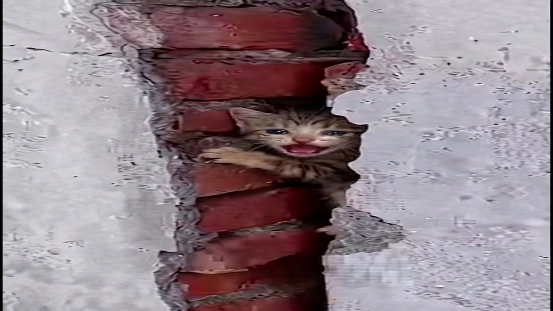 Full Video : N2606007_Wait end Trapped crying a helpless kitten waiting help #kit