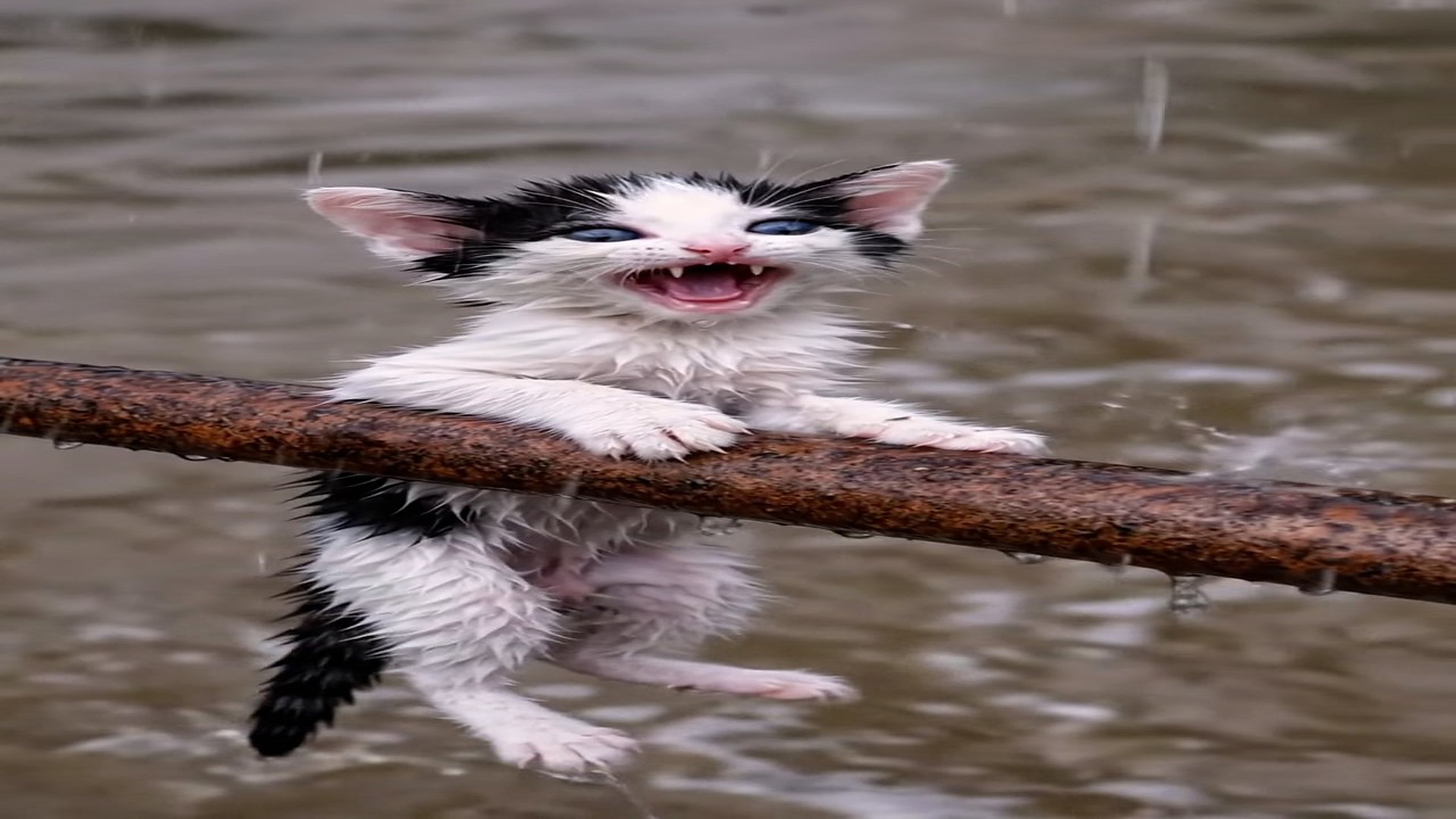 Full Video : N2606015_Wait end A tiny soul fighting to survive in rain #viral #trendin