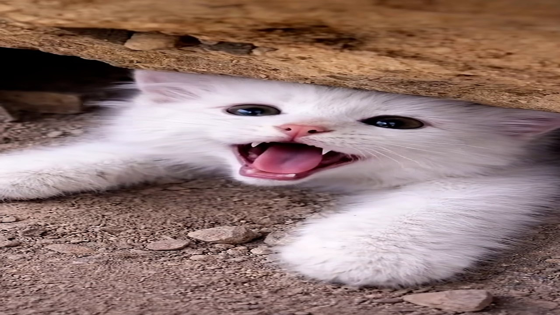 Full Video : N2606016_Please help A tiny kitten trapped under a rock can anyone save it#SaveT