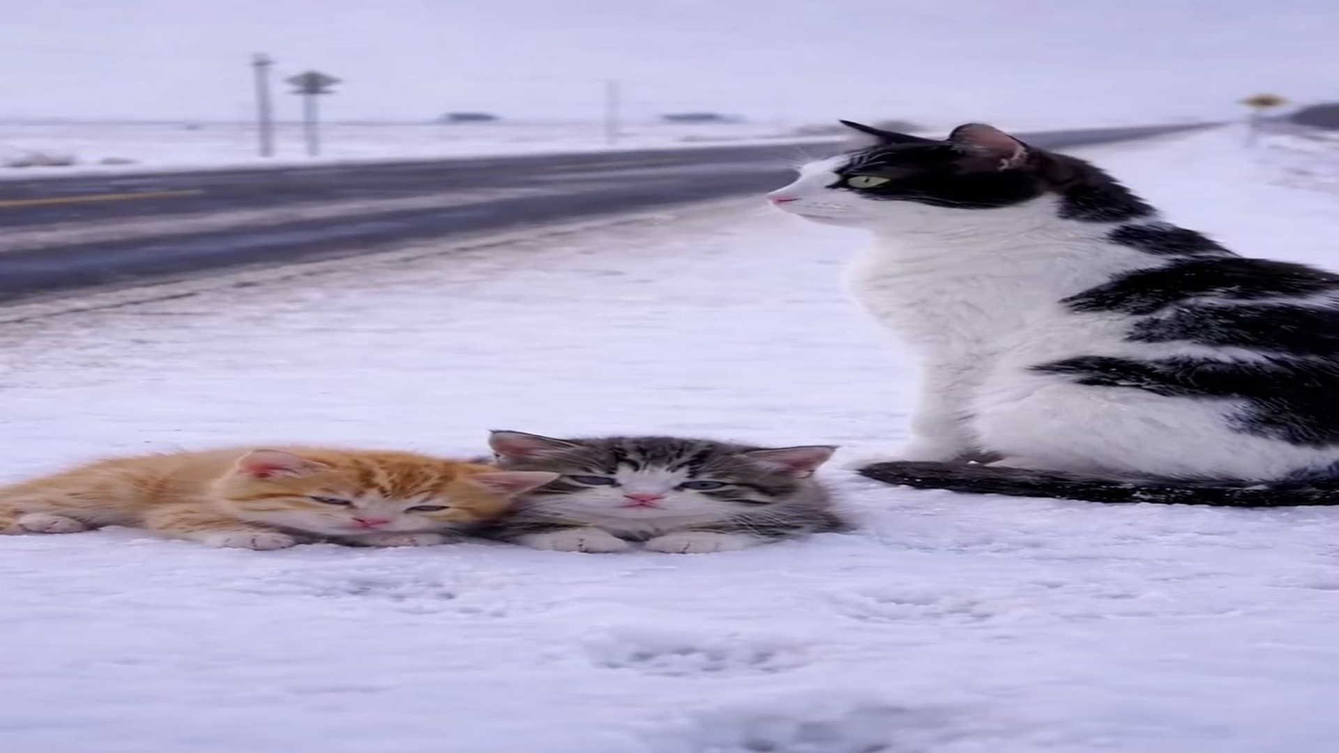 Full Video : N2606036_Please help Sick little kittens by roadside#SaveKittens #StreetCat