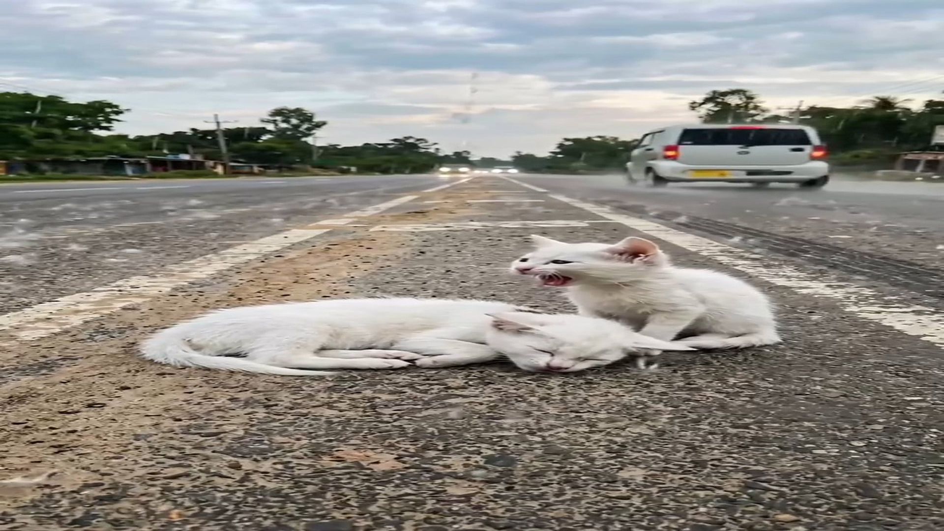 Full Video : N2606035_Please help In middle of road, a sick mother cat her kitten br