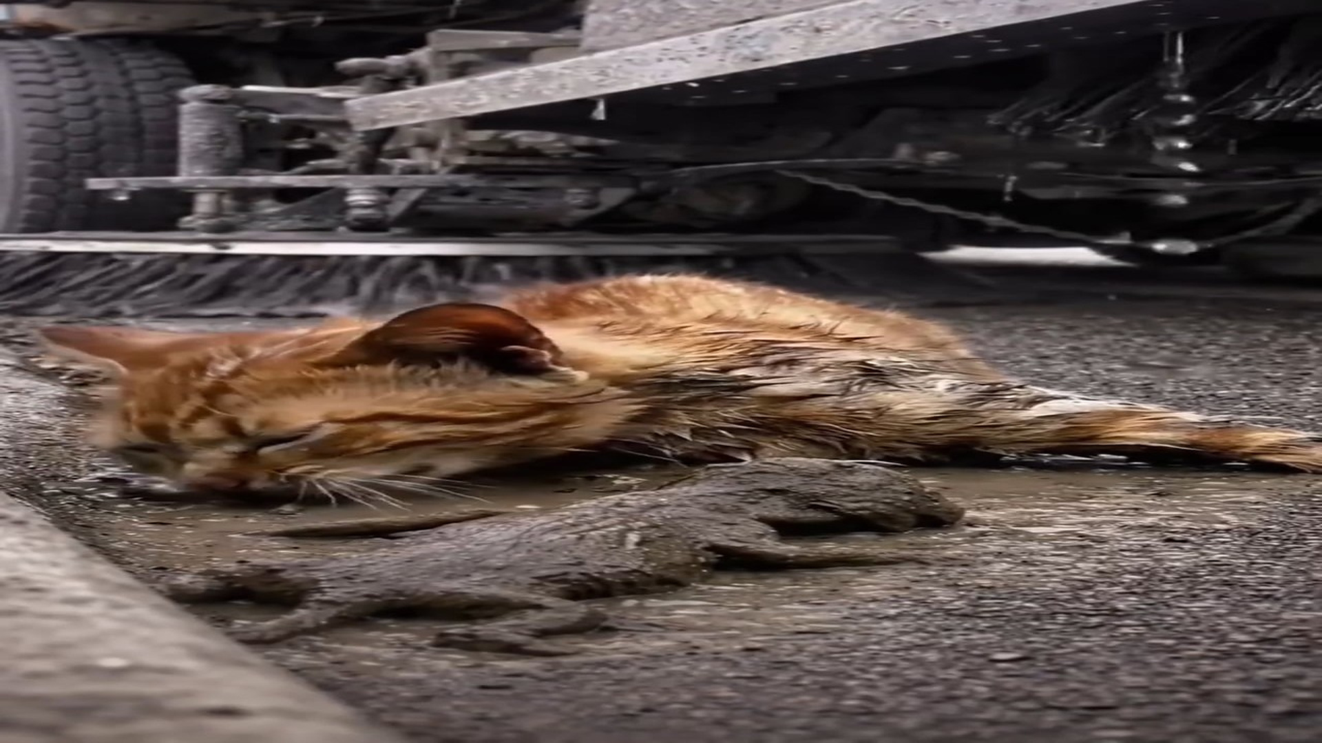 Full Video : N2606031_K please help A helpless mother cat cries her baby will anyone step f
