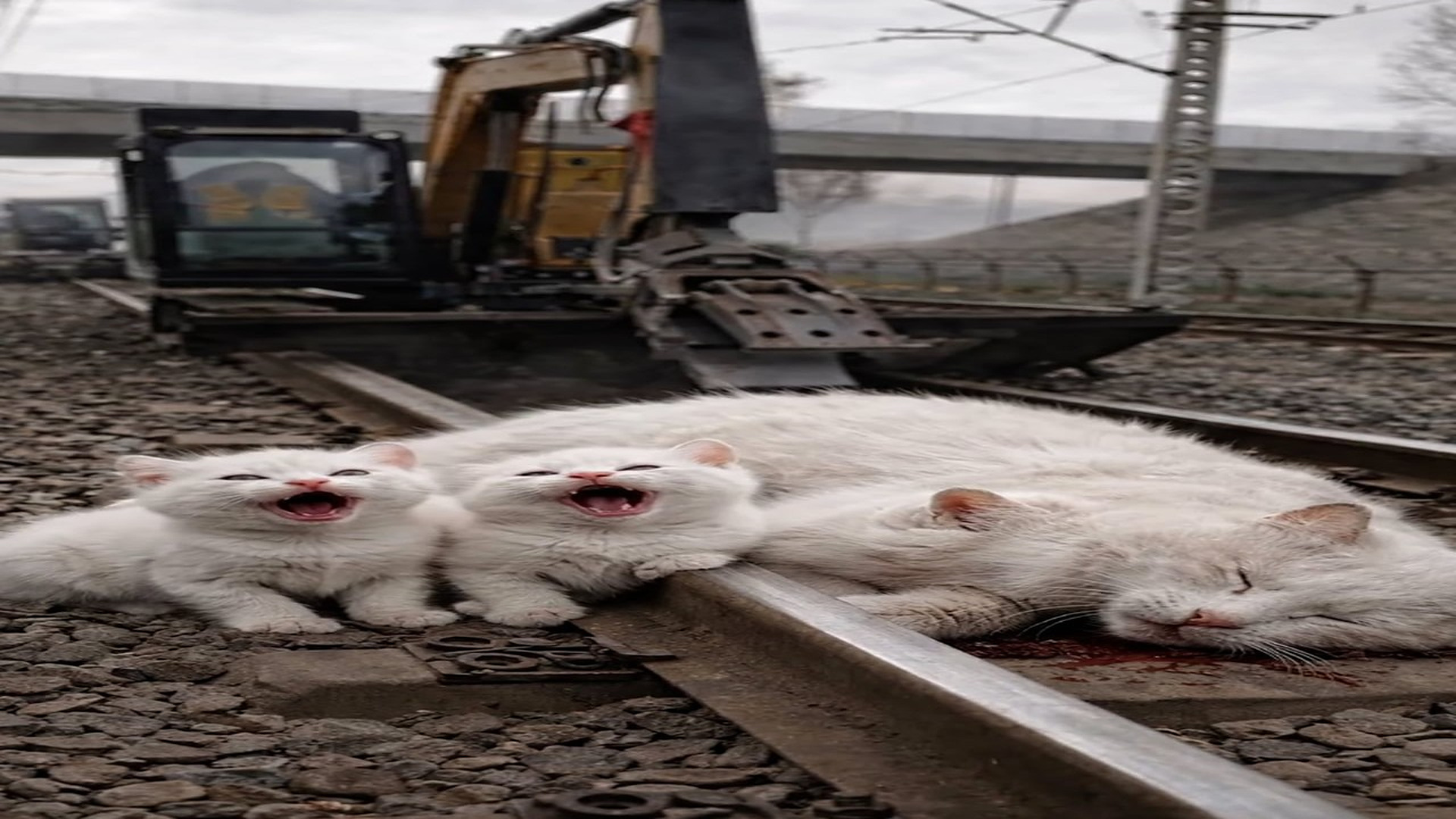 Full Video : N2606040_Please helpTwo little kittens crying beside their sick mother #SaveAnima