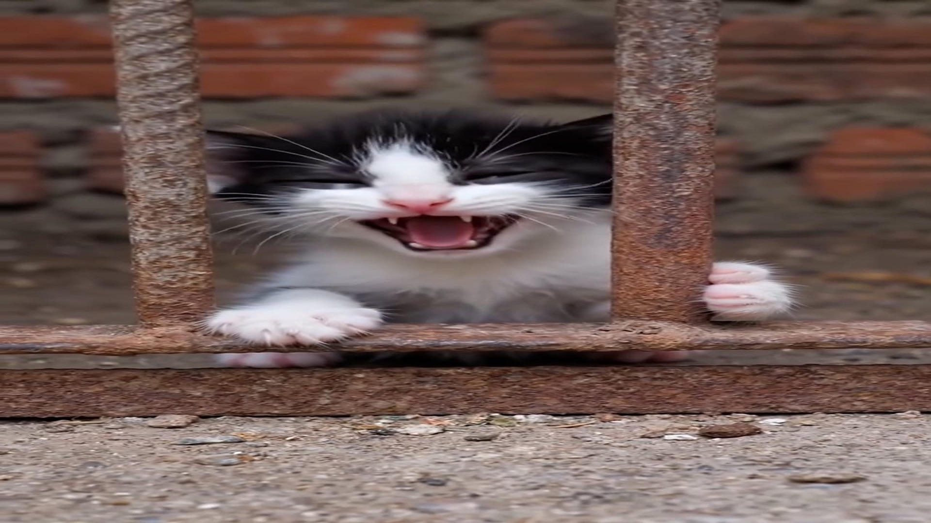 Full Video : N2606039_Wait end Trapped in an iron cage, little kitten still refuses to