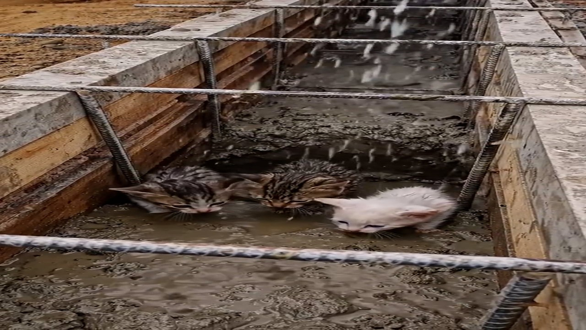 Full Video : N2606042_Please help Three helpless kittens trapped in mud inside an iron cage