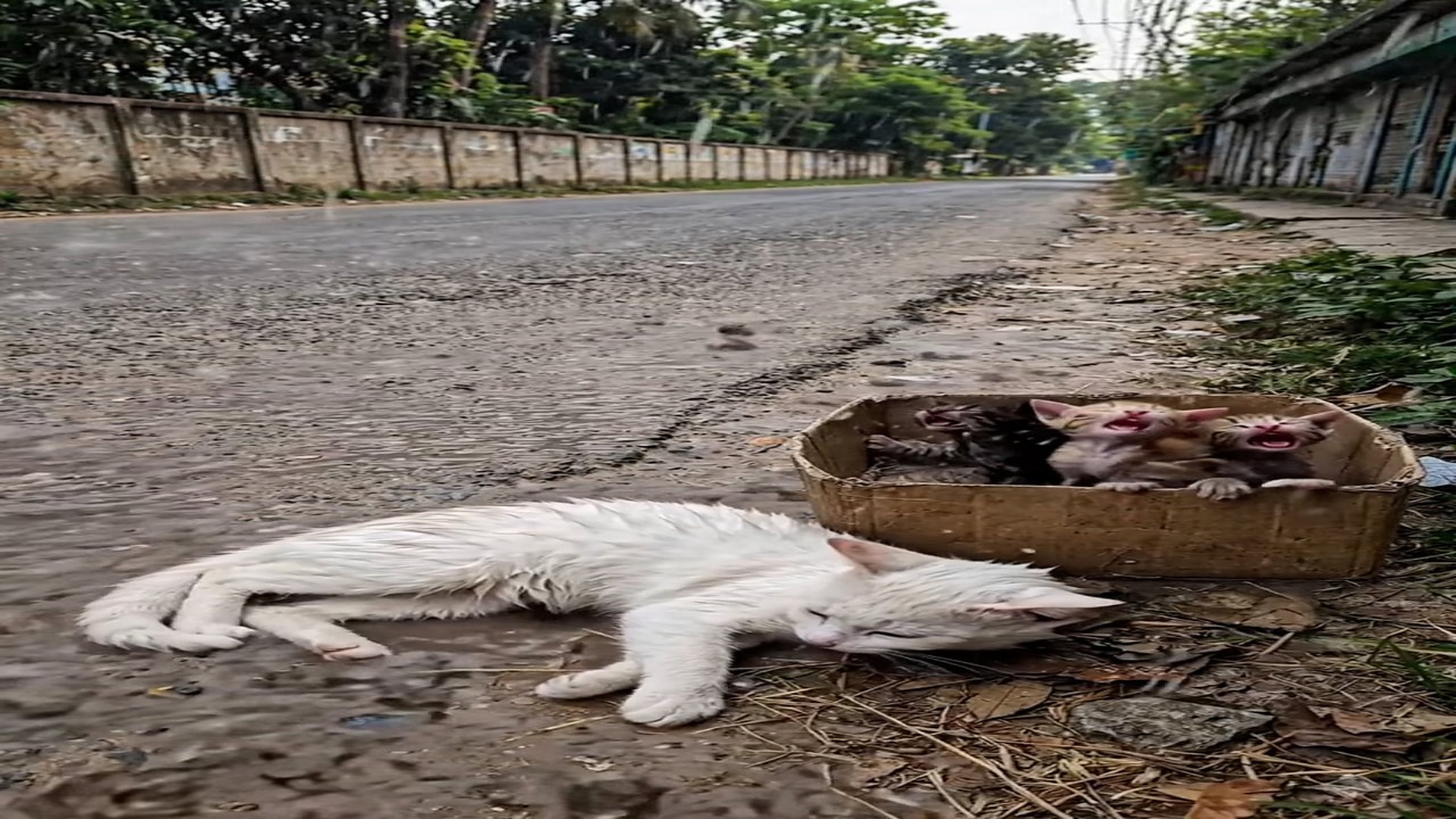 Full Video : N2606049_Please help A sick mother cat by roadside yet her little kittens s