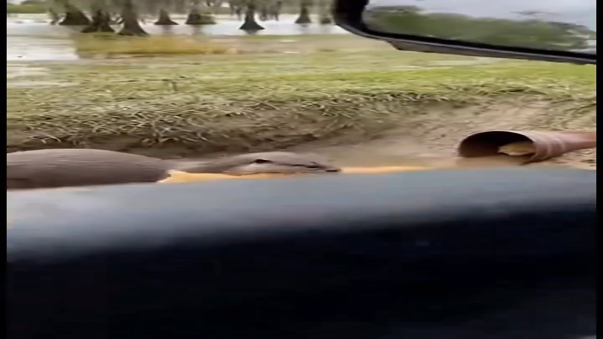 Full Video : N0107018_In muddy water a life was slipping away. A helpless cat, exhauste