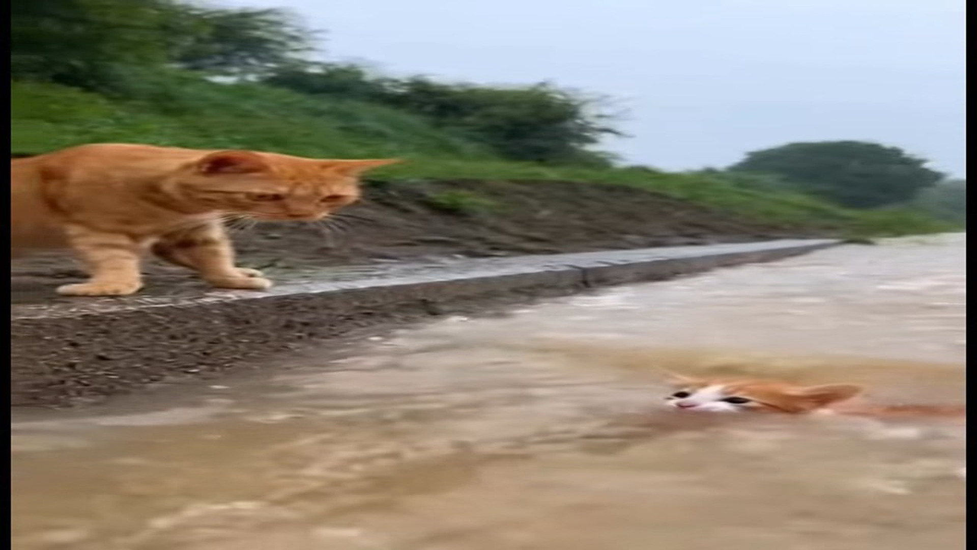 Full Video : N0107019_Heart stopping rescue at a storm drain an orange mother cat fights