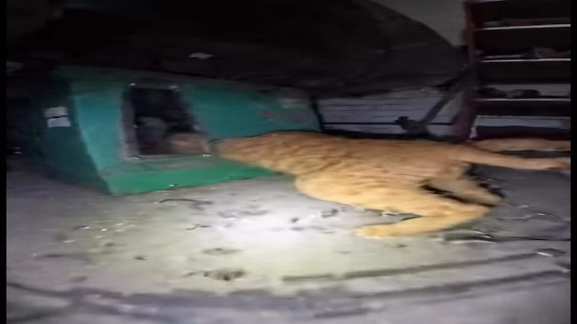 Full Video : N0107020_A terrified curly fur mama cat trapped in a metal machine fights to re