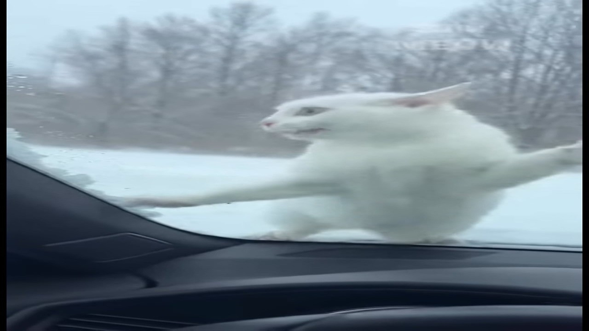 Full Video : N0107022_In quiet snow, a mother cat softly meows while staying close to her