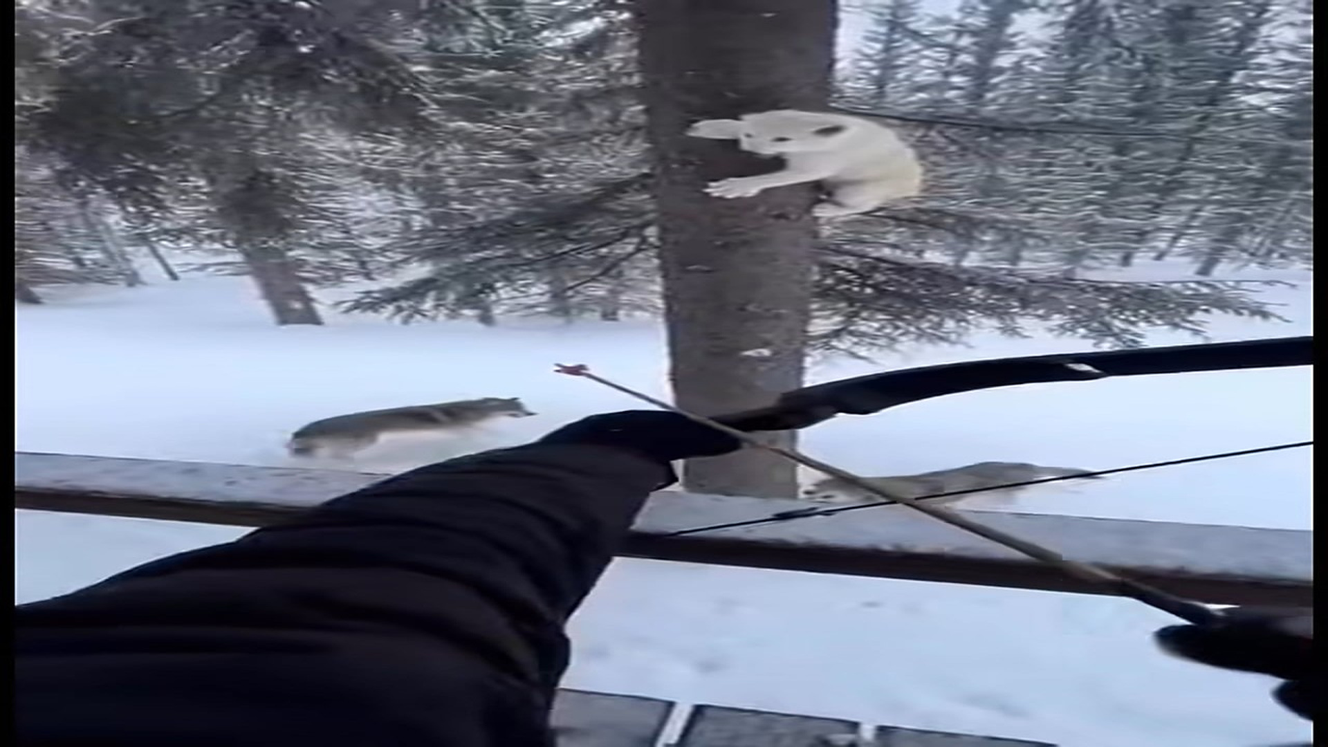 Full Video : N0107023_Surrounded by Wolves It s Just a Tiny Cat kitten had onl