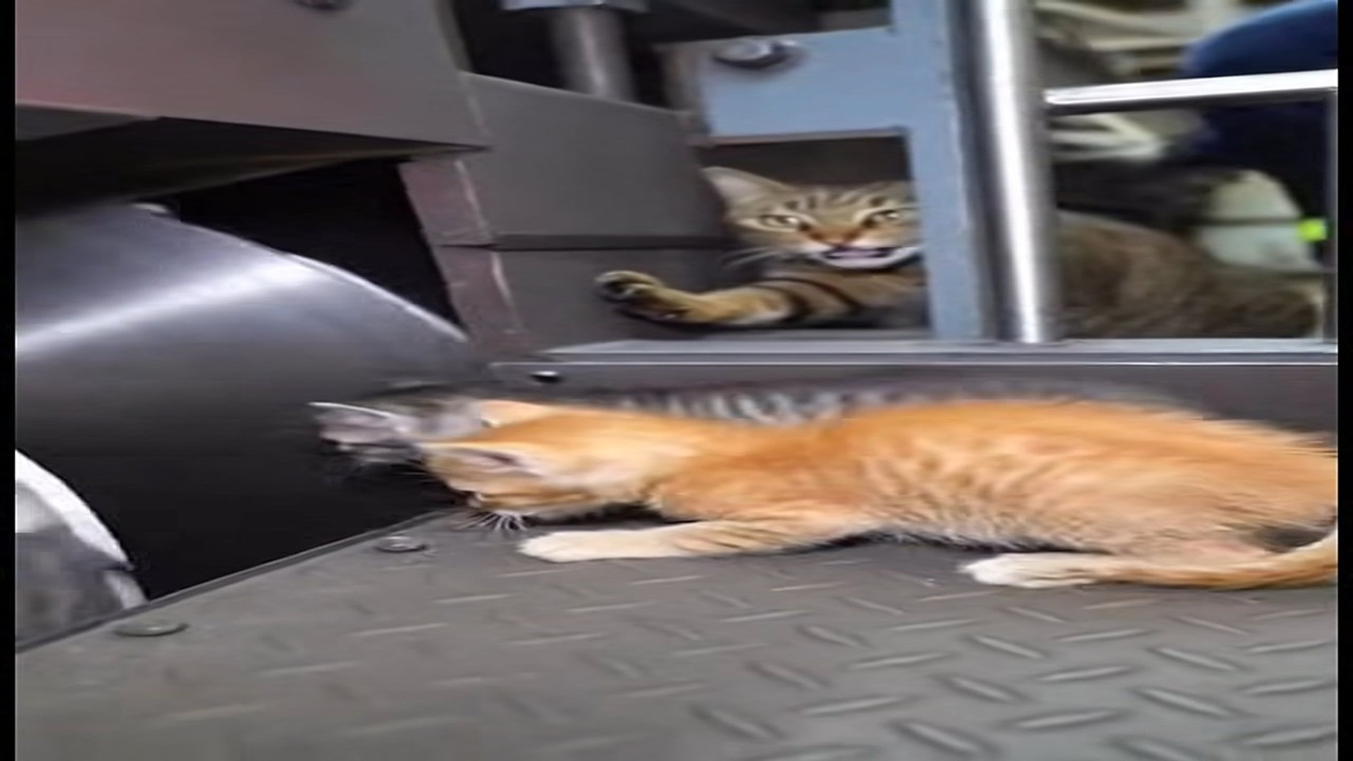 Full Video : N0107024_She reached her paw through gap her two kittens were just inch