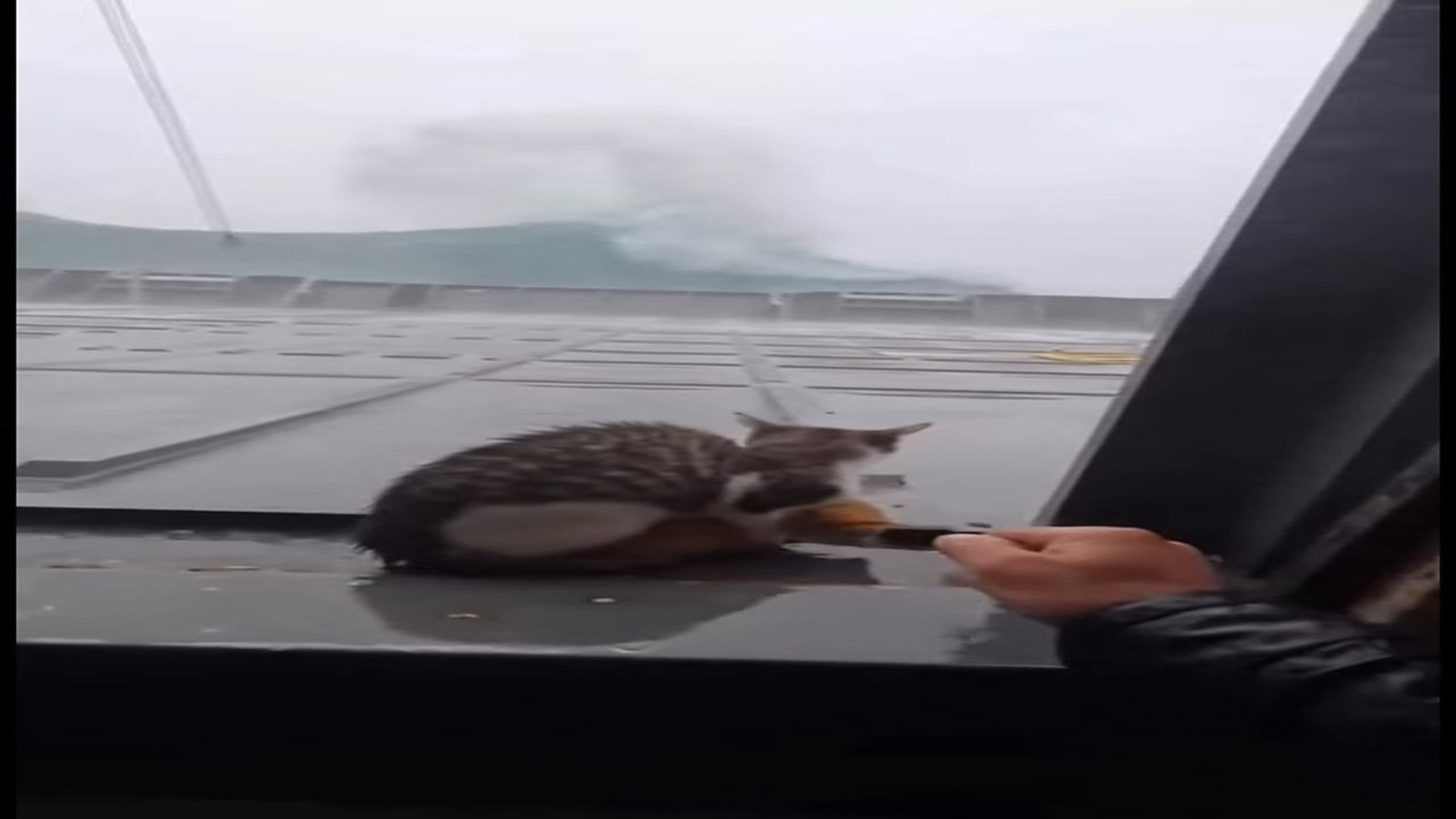 Full Video : N0107025_In middle of a violent storm at sea, mother cat stayed beside