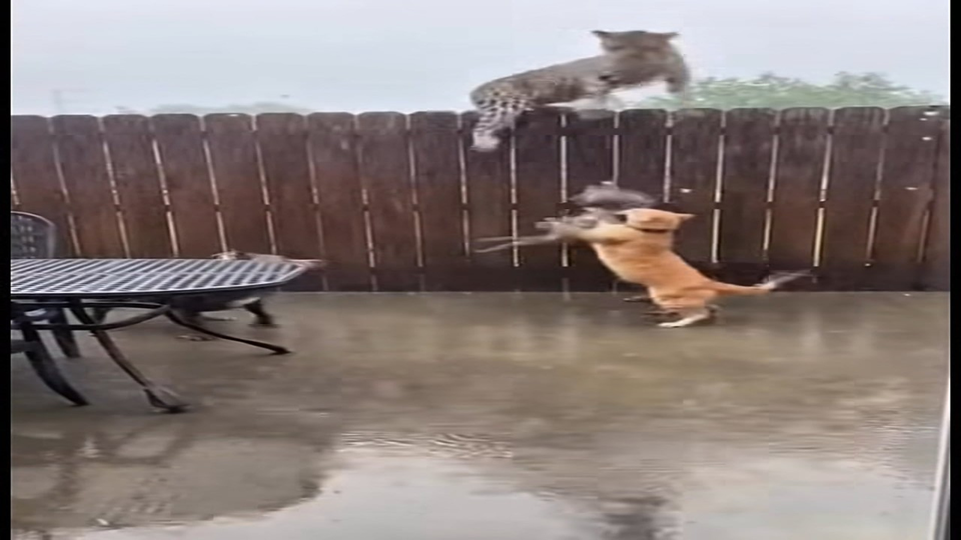 Full Video : N0107026_During heavy rain, a wild leopard suddenly entered a backyard where th