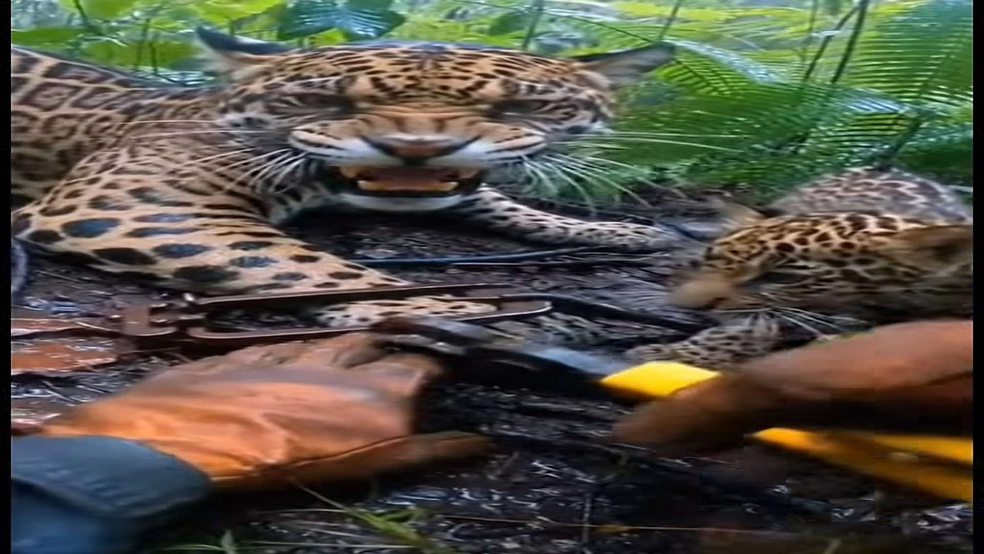 Full Video : N0107030_She was protecting her cub. He chose compassion over fear. Some heroes