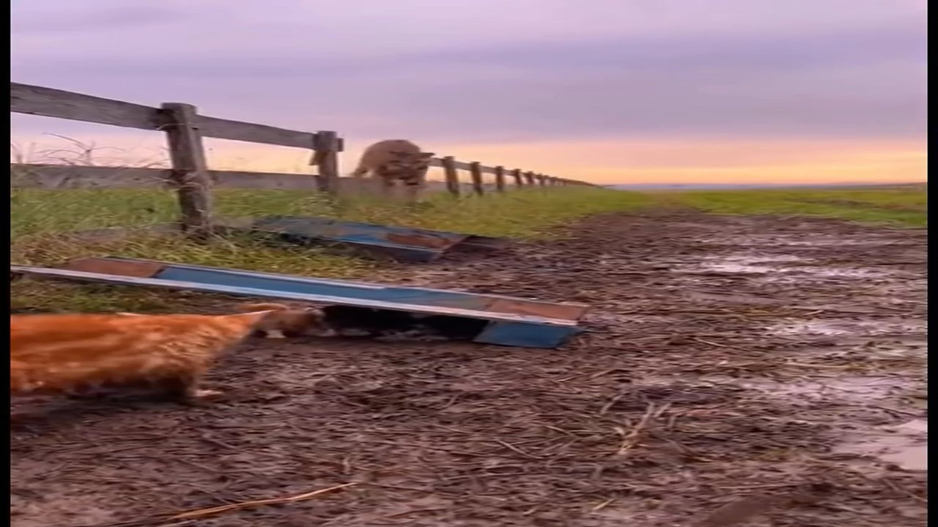 Full Video : N0107031_A fearless mama cat fights off a wild bobcat trying to snatch her ki