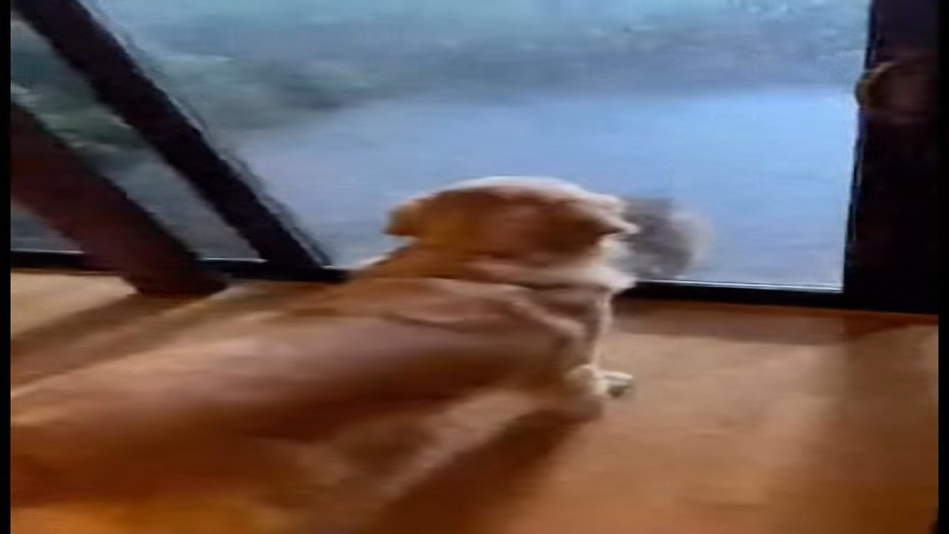 Full Video : N0107032_K It started a knock at door A small cat standing outside. Col