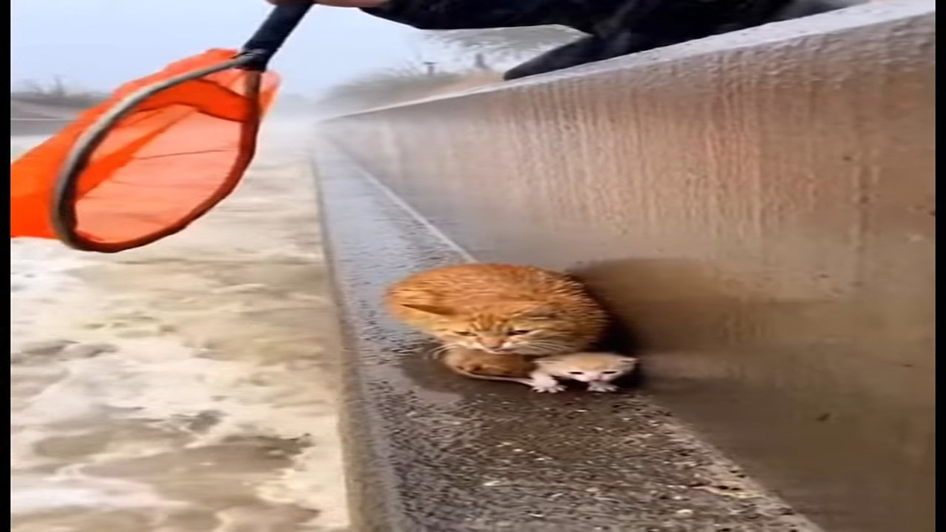 Full Video : N0107033_K A terrified mama cat clung to narrow ledge while raging floodwater