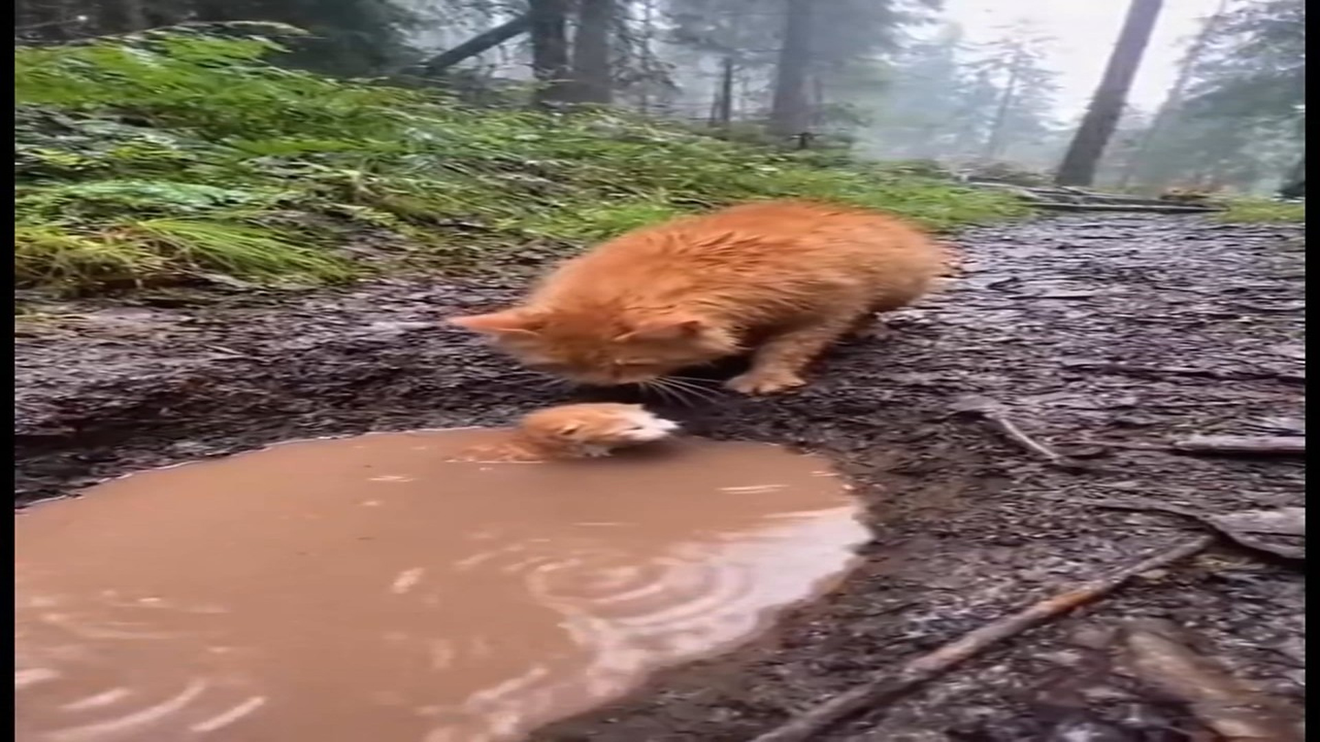 Full Video : N0107034_K her kitten stuck in thick mud a fox approaching behind,