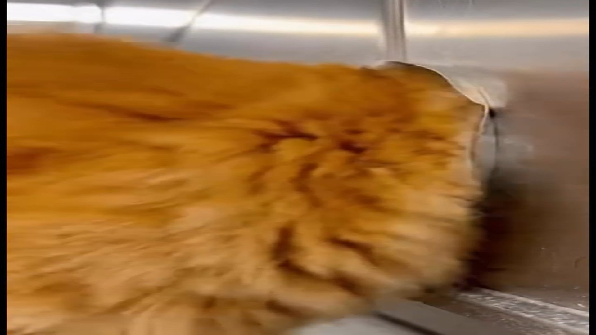 Full Video : N0107036_K Nobody expected to find a pair of little eyes staring back insid