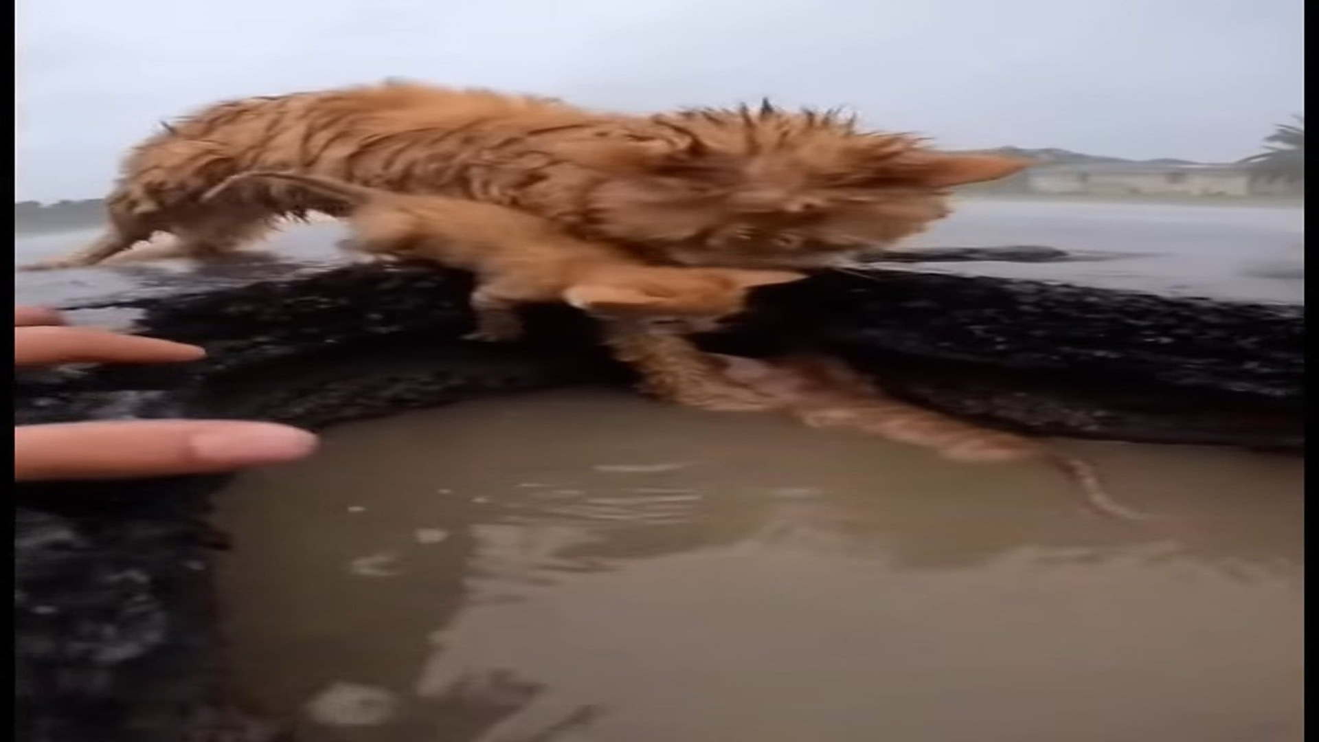 Full Video : N0107037_K Rescuers lift soaking wet mama cat toward rushing water as