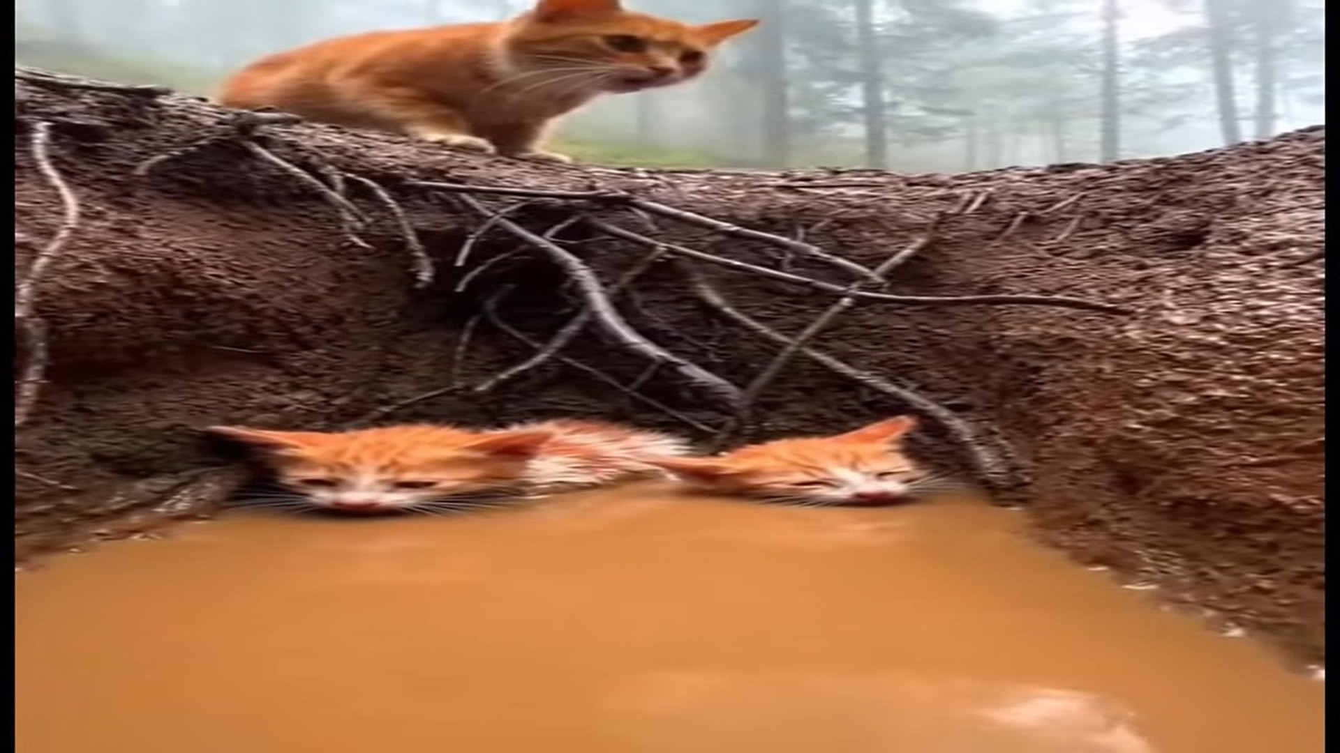 Full Video : N0107042_K One Mother Cat, Multiple Dangers All She Wanted Was to Protect Her