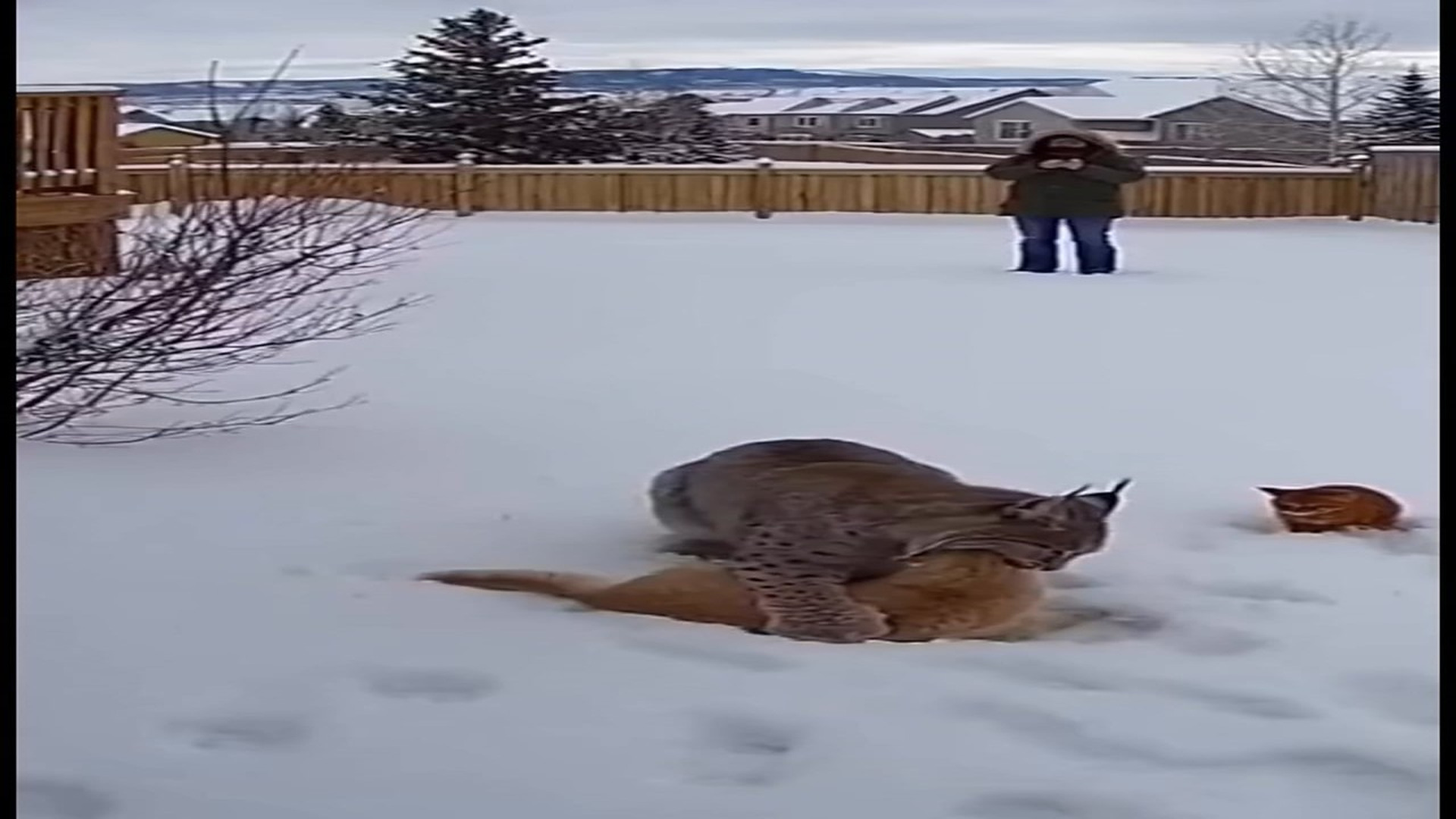Full Video : N0107045_K A wild moment in snow turned into pure shock A lynx suddenly g